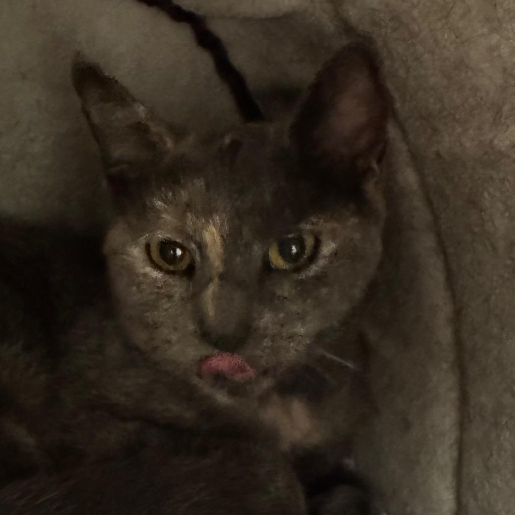 Georgie Girl, Adoptable, Young Female Domestic Short Hair.