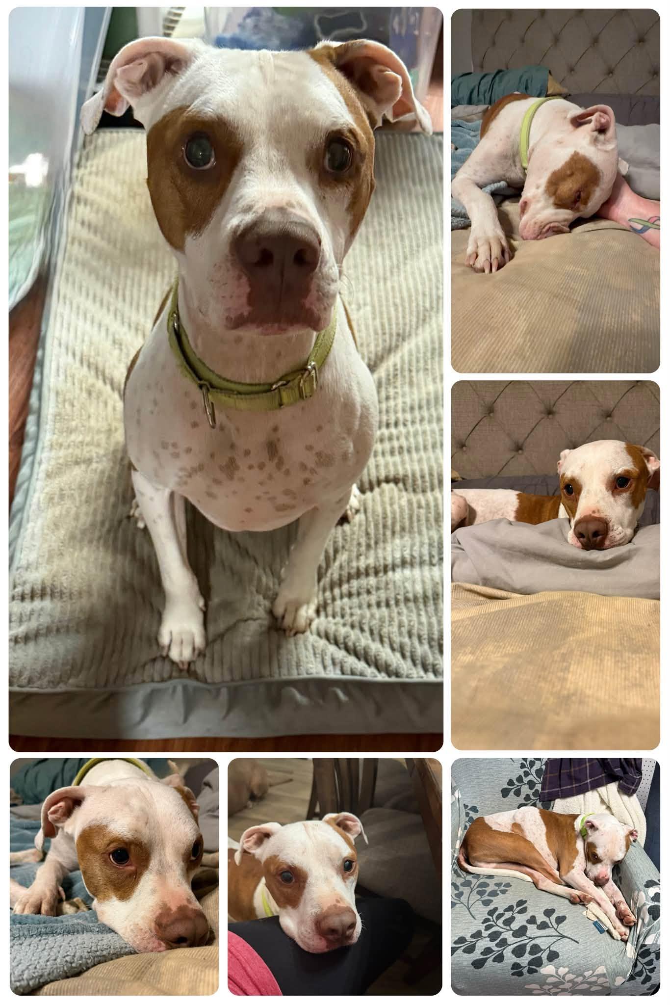 Toby, ADOPTABLE, Adult Male Pit Bull Terrier.