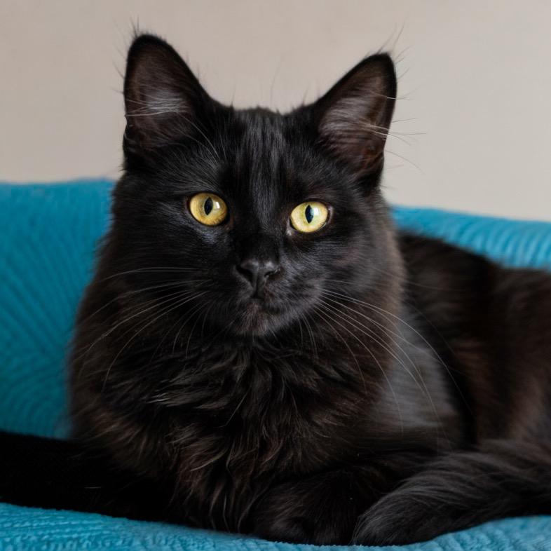 Enlarge Fern, a Adoptable Domestic Medium Hair in Vashon, WA image 1/1