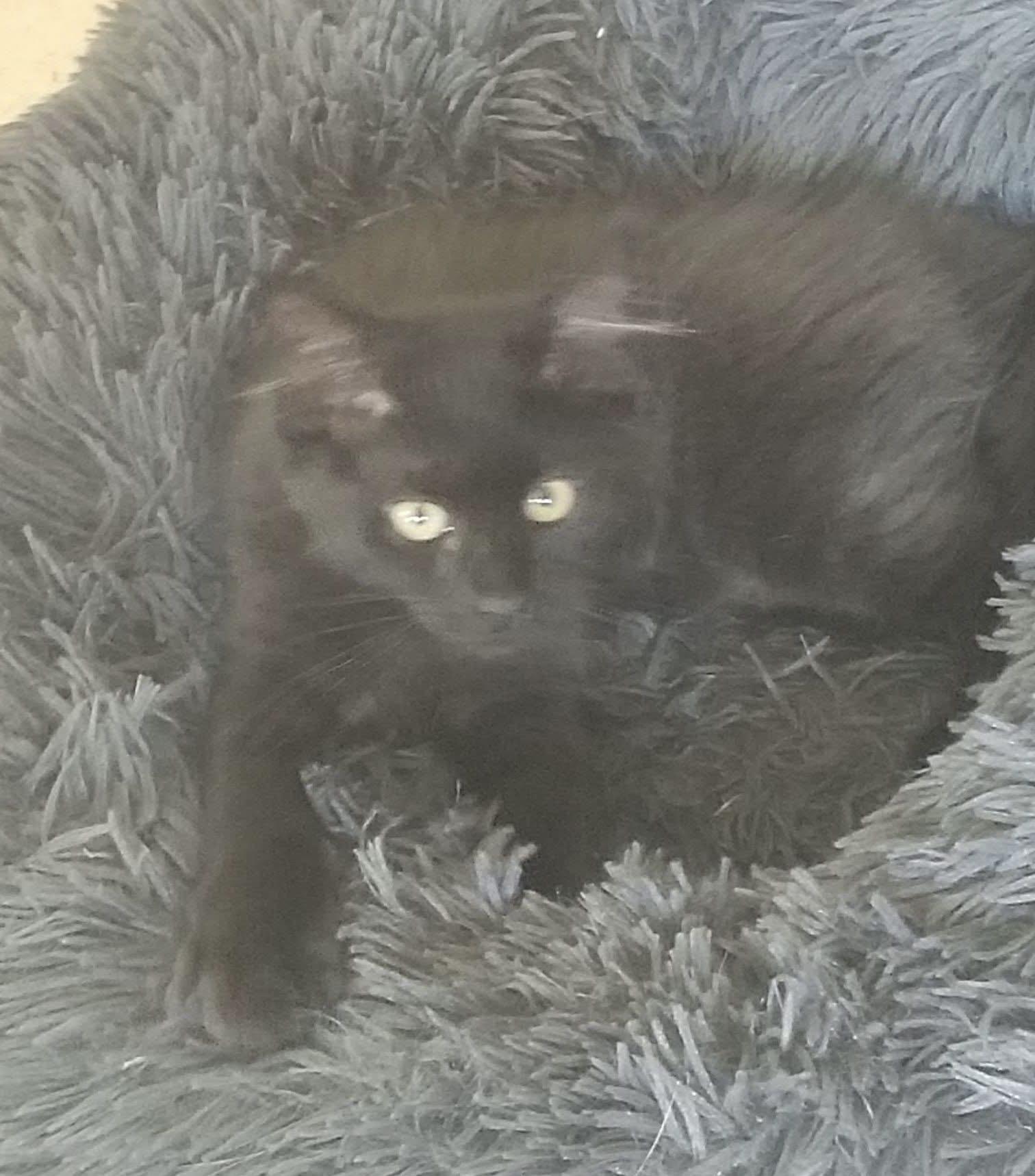 Alice, adopted, Kitten Female Domestic Medium Hair.