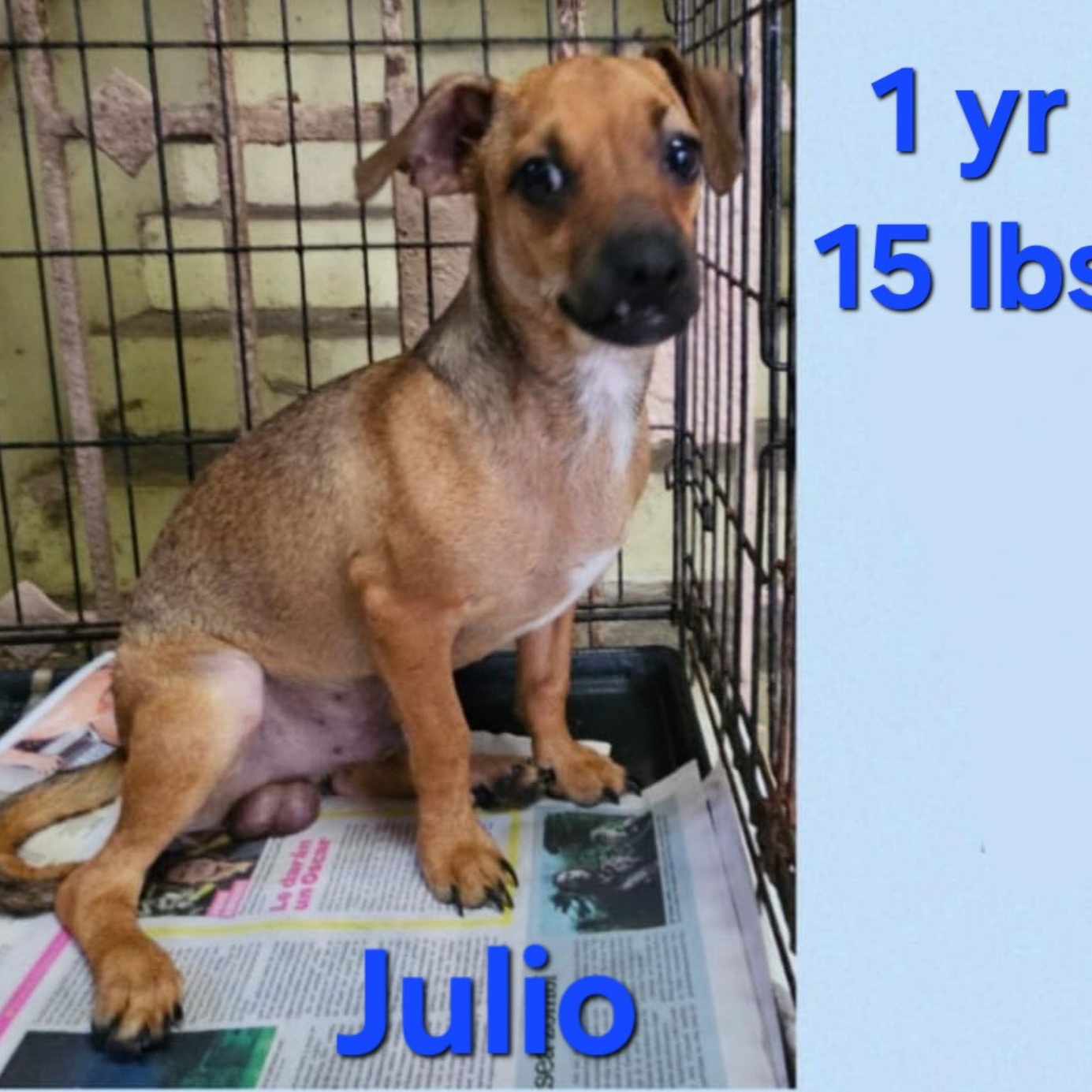 Julio, Adoptable, Adult Male Terrier & Chihuahua.