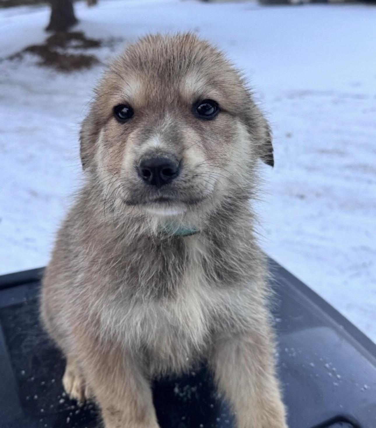 Checkers , ADOPTABLE, Puppy Male Anatolian Shepherd.