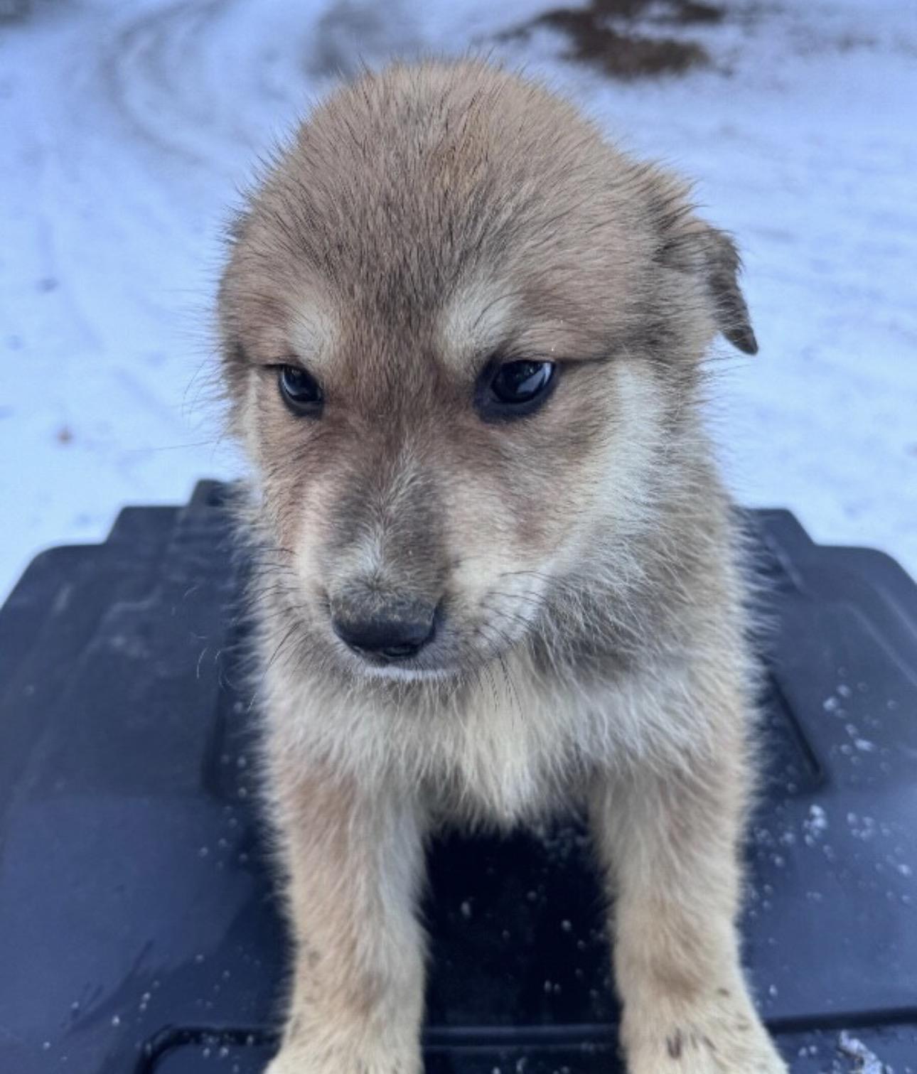 Enlarge Checkers , a ADOPTABLE mixed breed in Fredericksburg, VA image 2/2