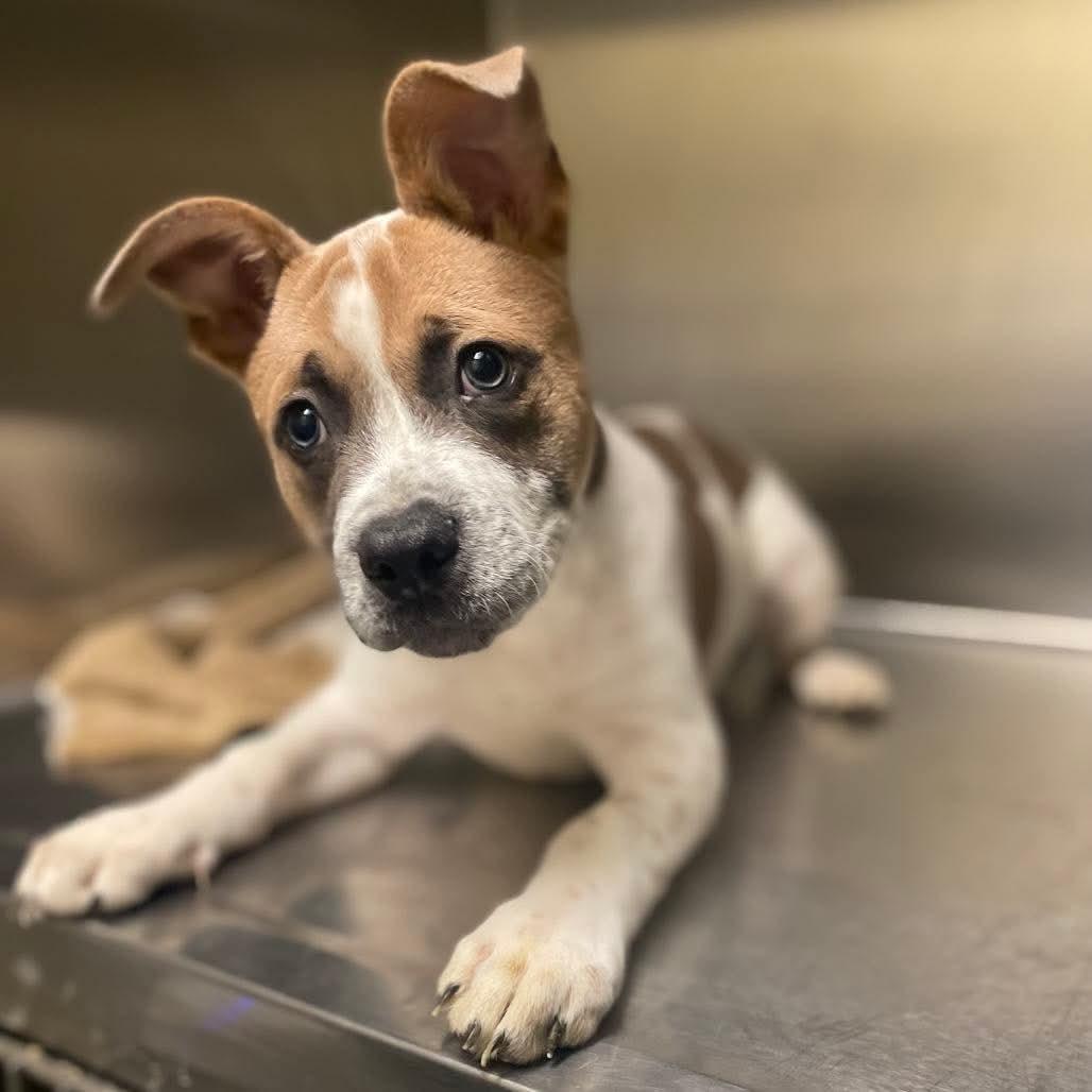 Enlarge Tucker, a Adoptable mixed breed in Crystal Lake, IL image 1/1