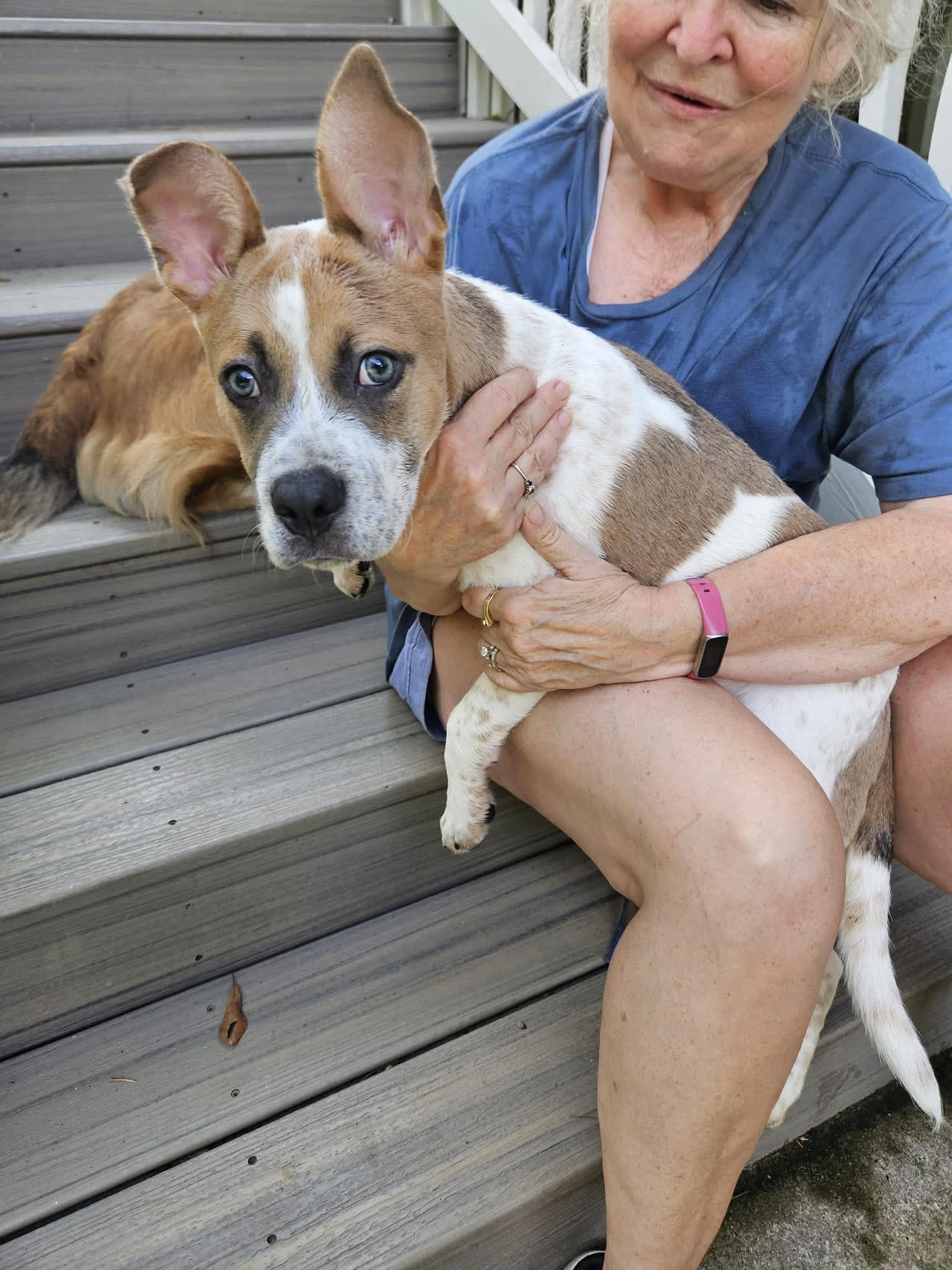 Tucker, a Adoptable mixed breed in Crystal Lake, IL image 1/3