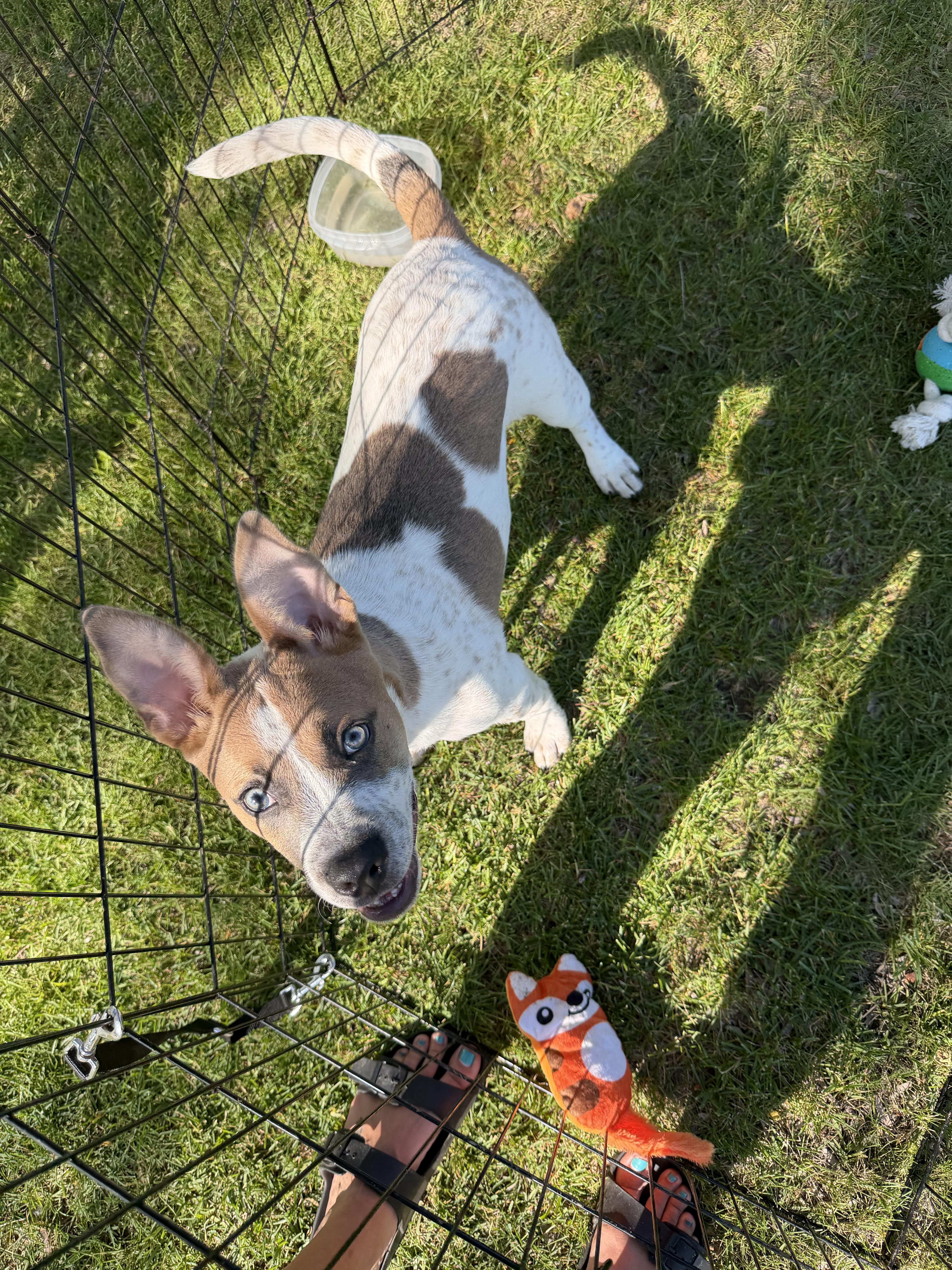 Tucker, a Adoptable mixed breed in Crystal Lake, IL image 2/3