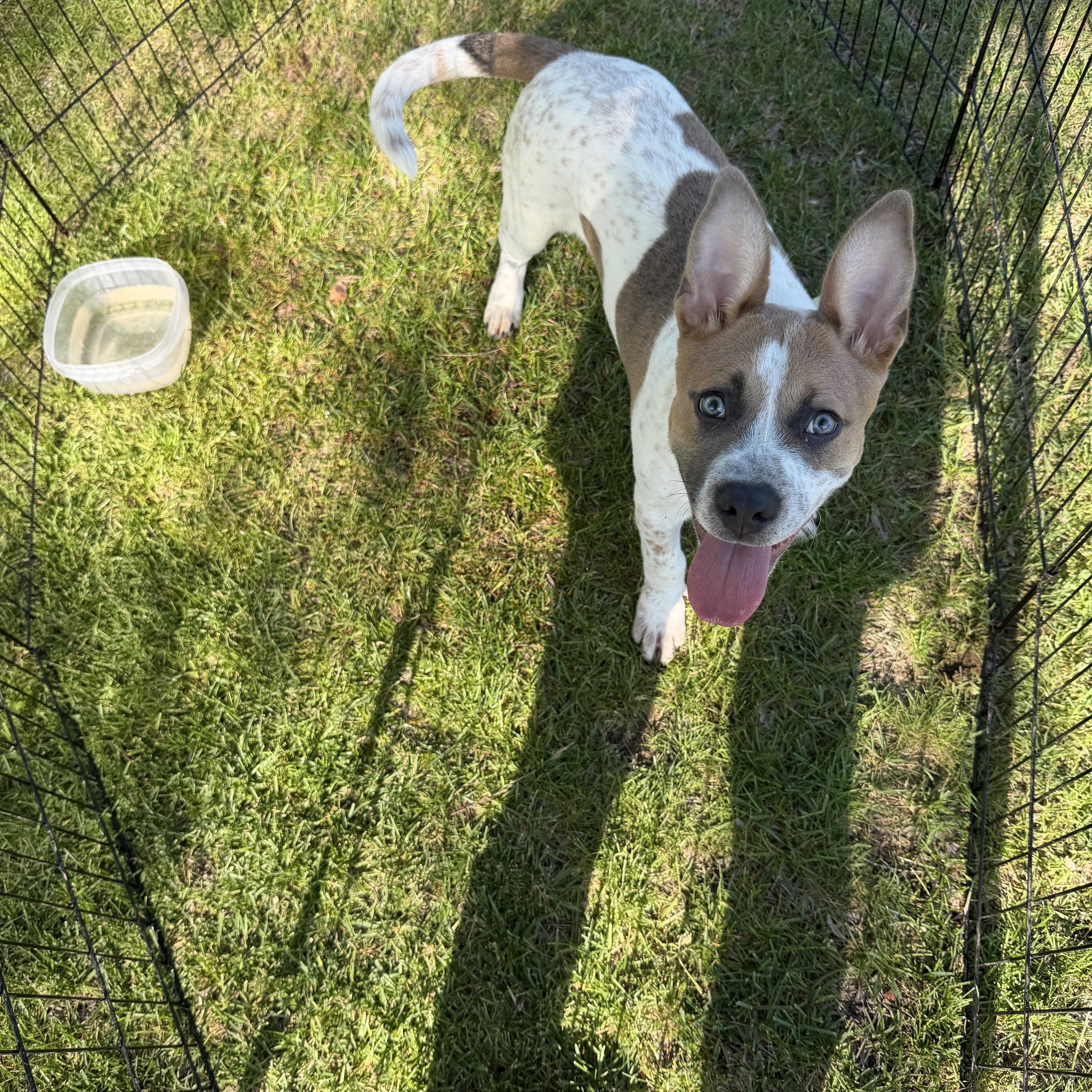 Tucker, a Adoptable mixed breed in Crystal Lake, IL image 3/3