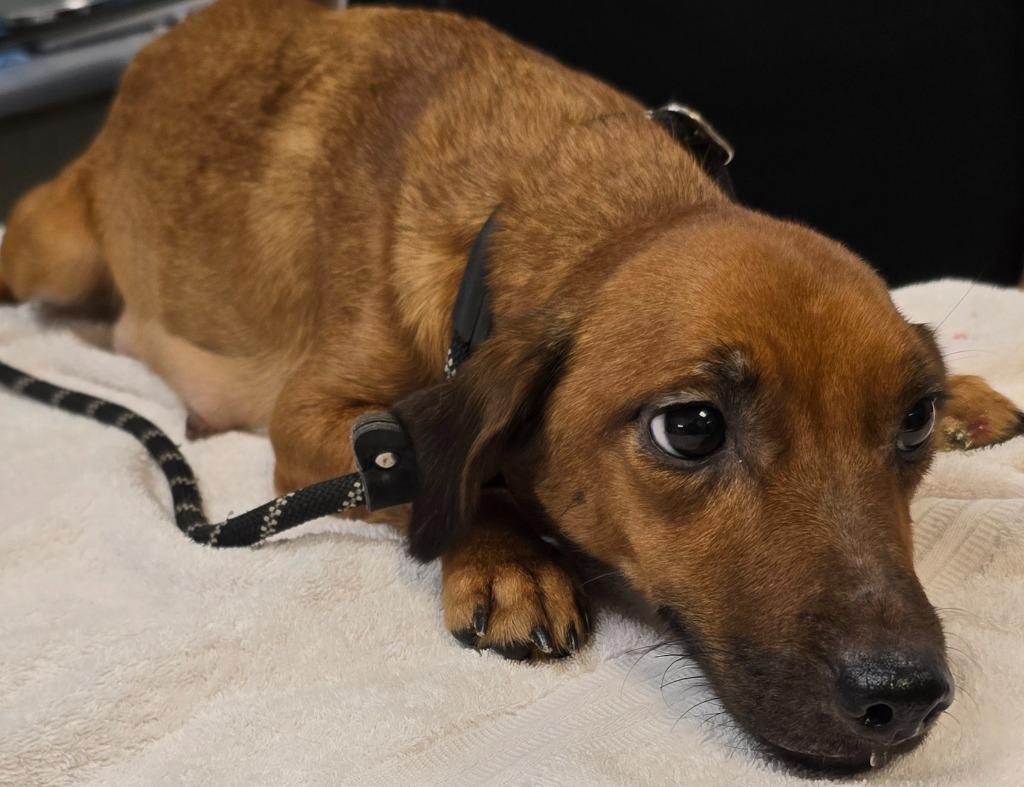 Enlarge Nikki, a Adoptable mixed breed in Murphysboro, IL image 1/2