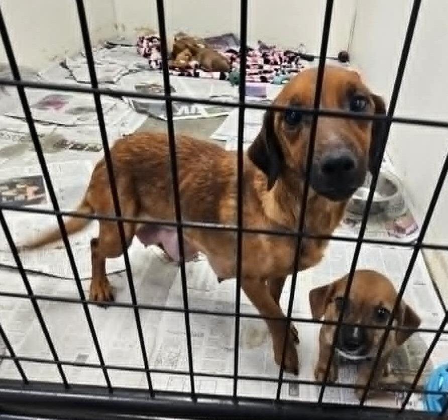 Enlarge Nikki, a Adoptable mixed breed in Murphysboro, IL image 2/2