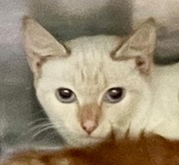 Pasta, Adoptable, Adult Female Domestic Short Hair.