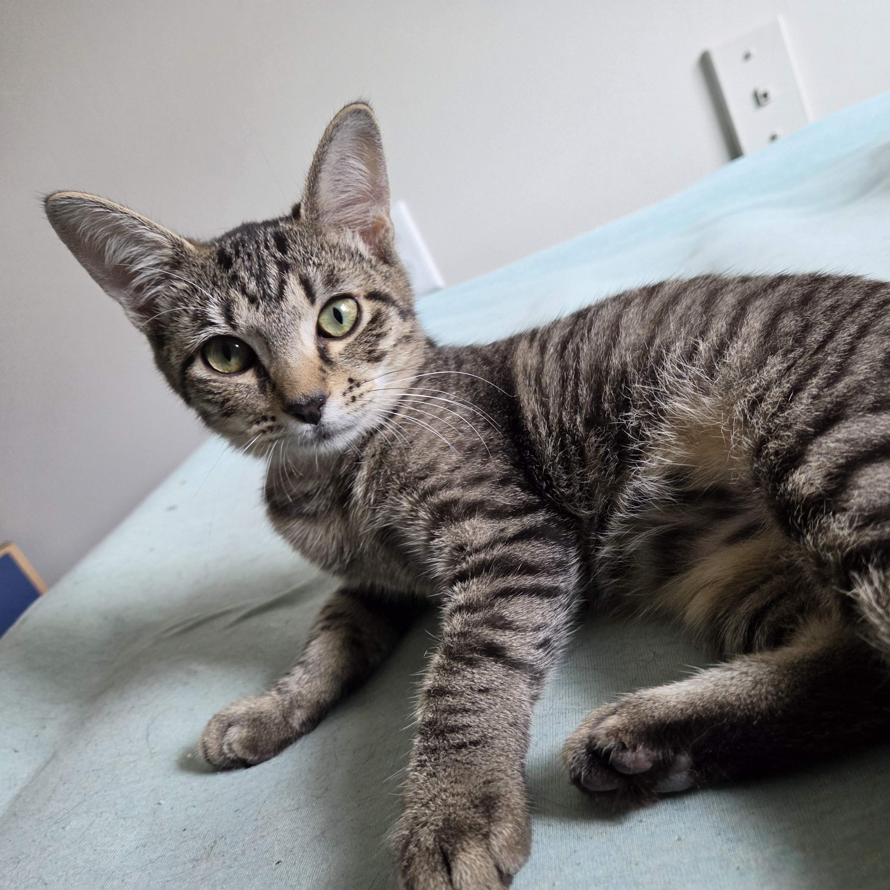August, Adoptable, Kitten Male Tabby.