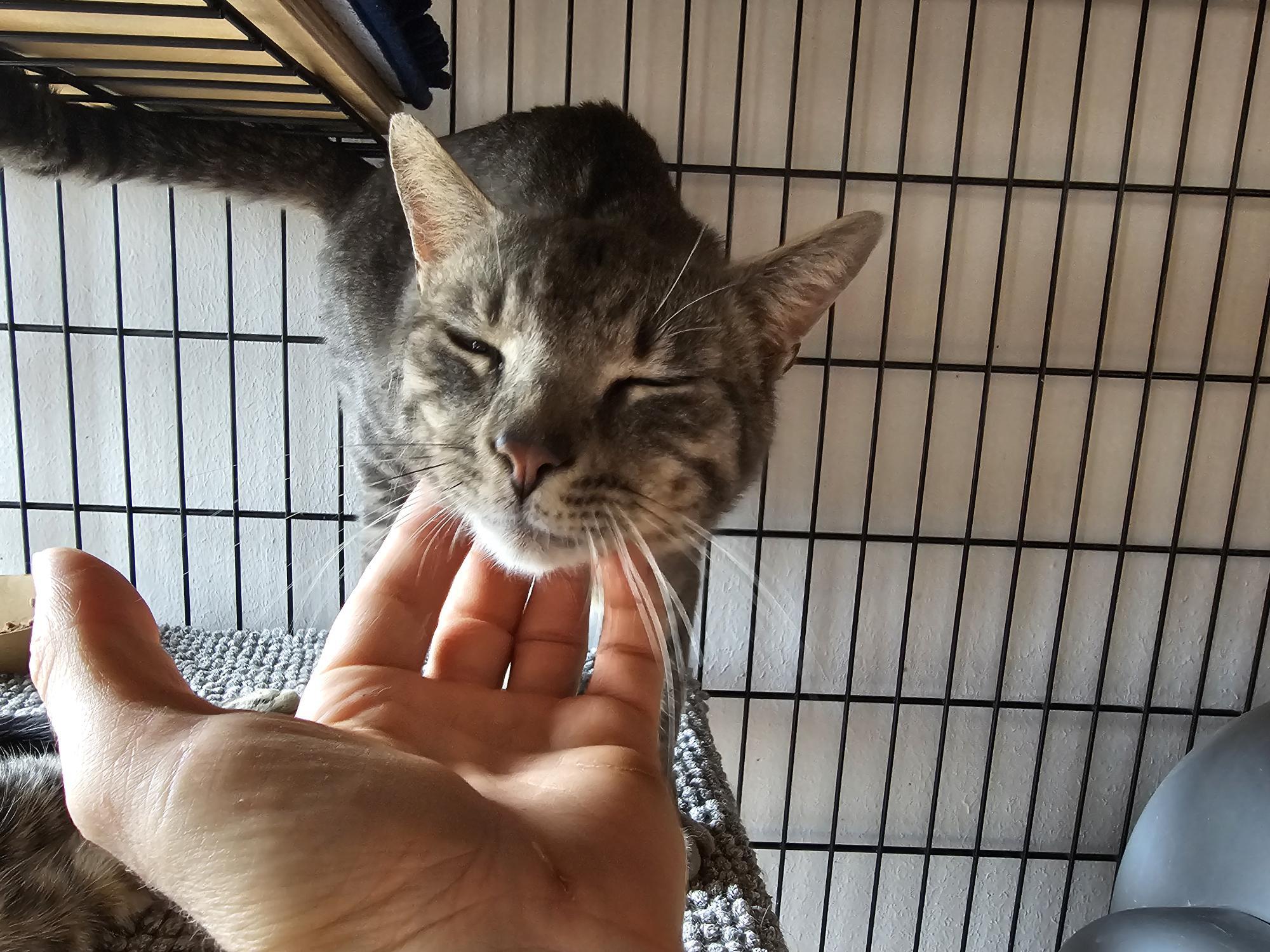 Enlarge Junipero & Wally, an adopted Domestic Short Hair in Lakewood, CO image 4/6