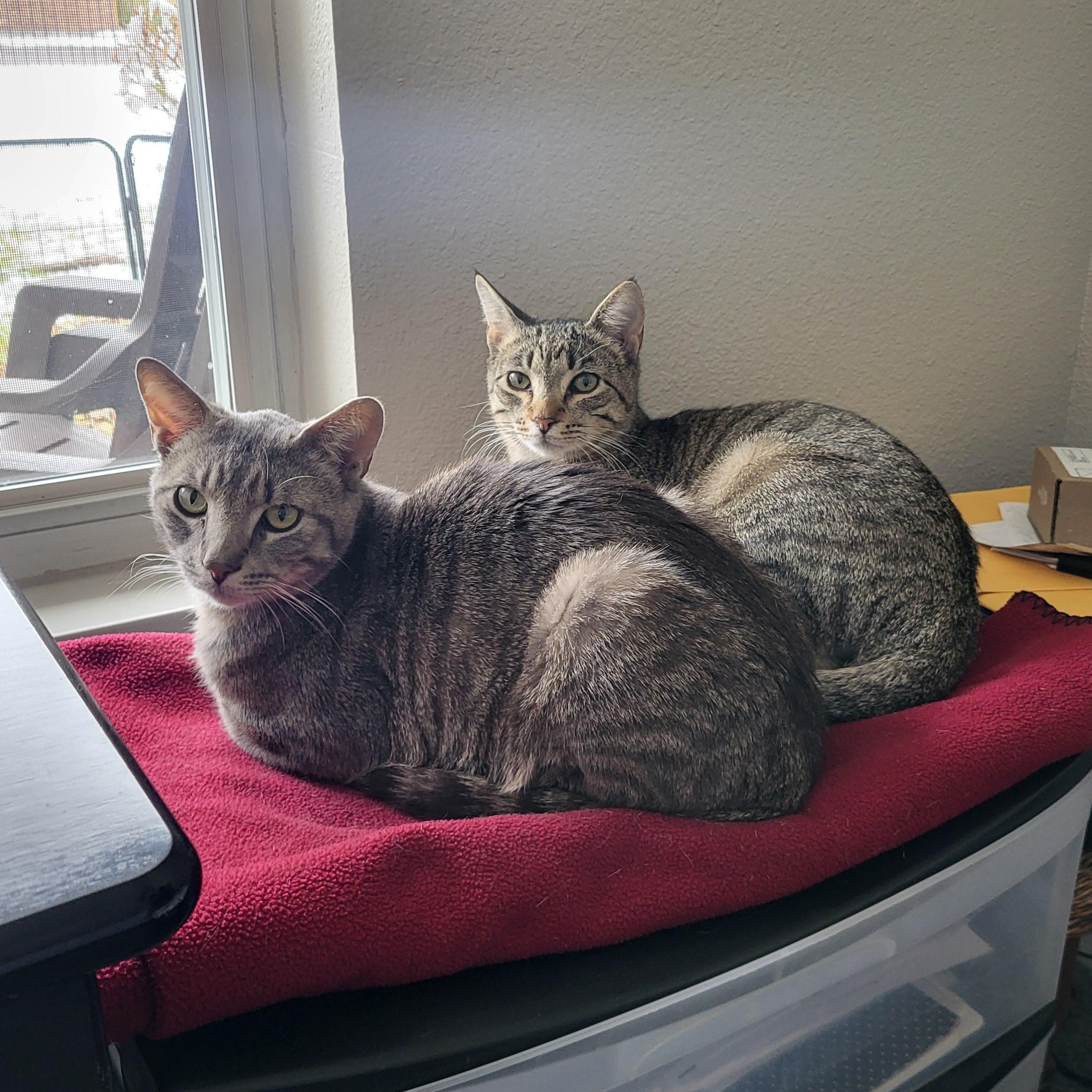 Enlarge Junipero & Wally, an adopted Domestic Short Hair in Lakewood, CO image 1/6