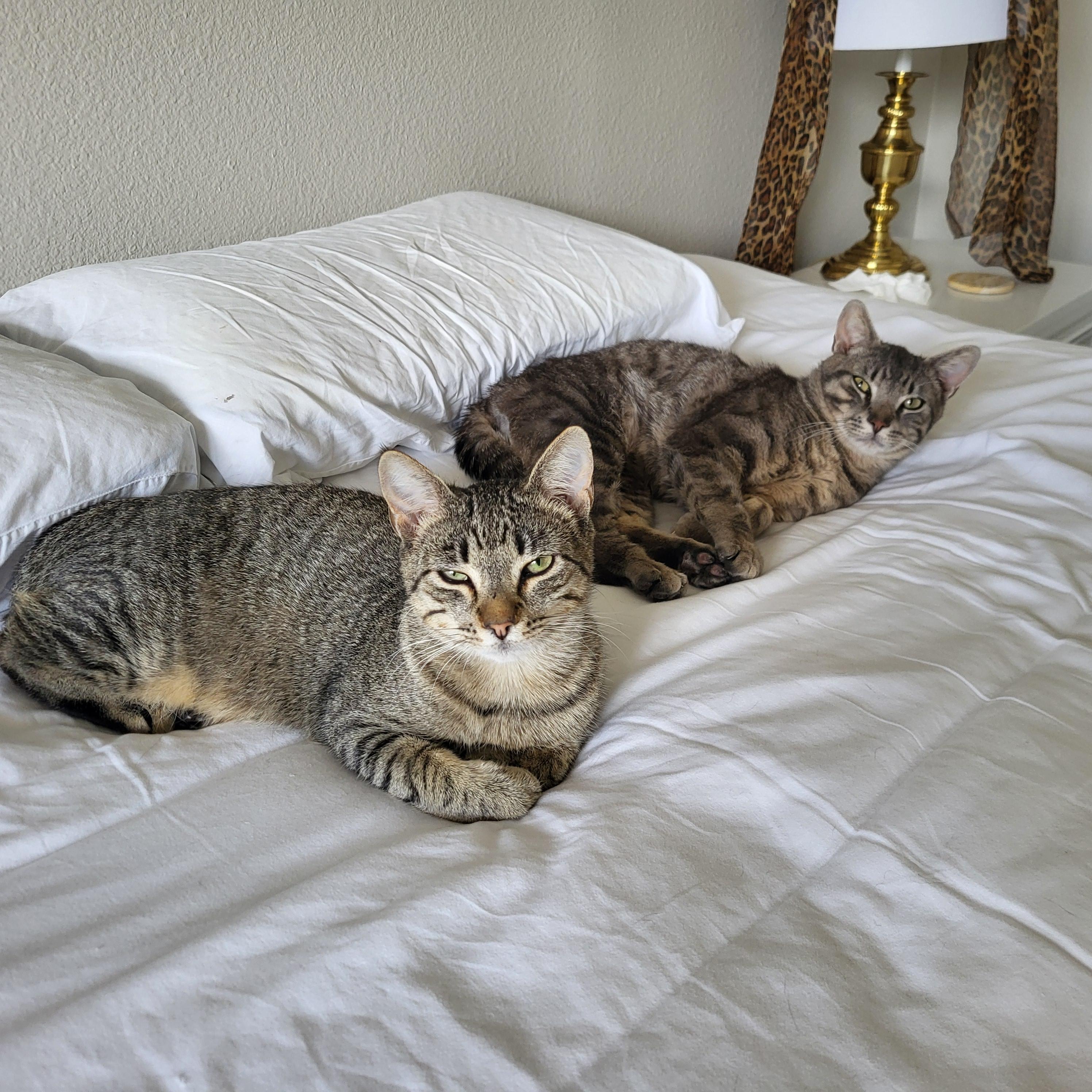 Enlarge Junipero & Wally, an adopted Domestic Short Hair in Lakewood, CO image 6/6