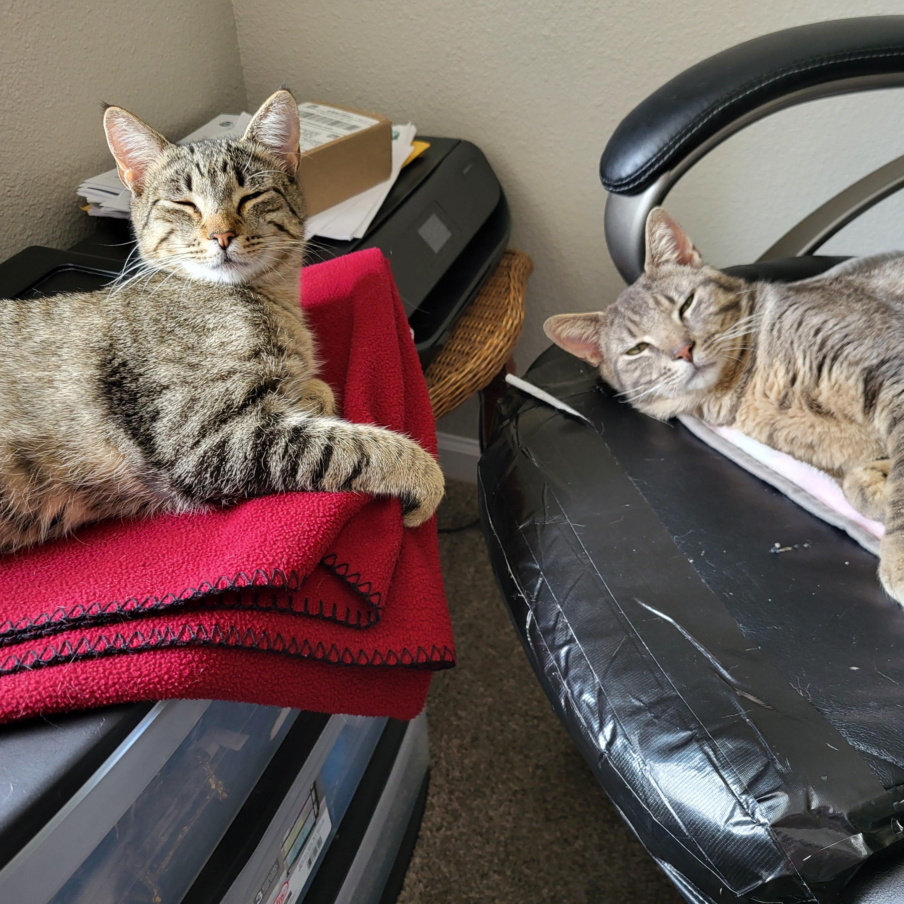 Enlarge Junipero & Wally, an adopted Domestic Short Hair in Lakewood, CO image 5/6