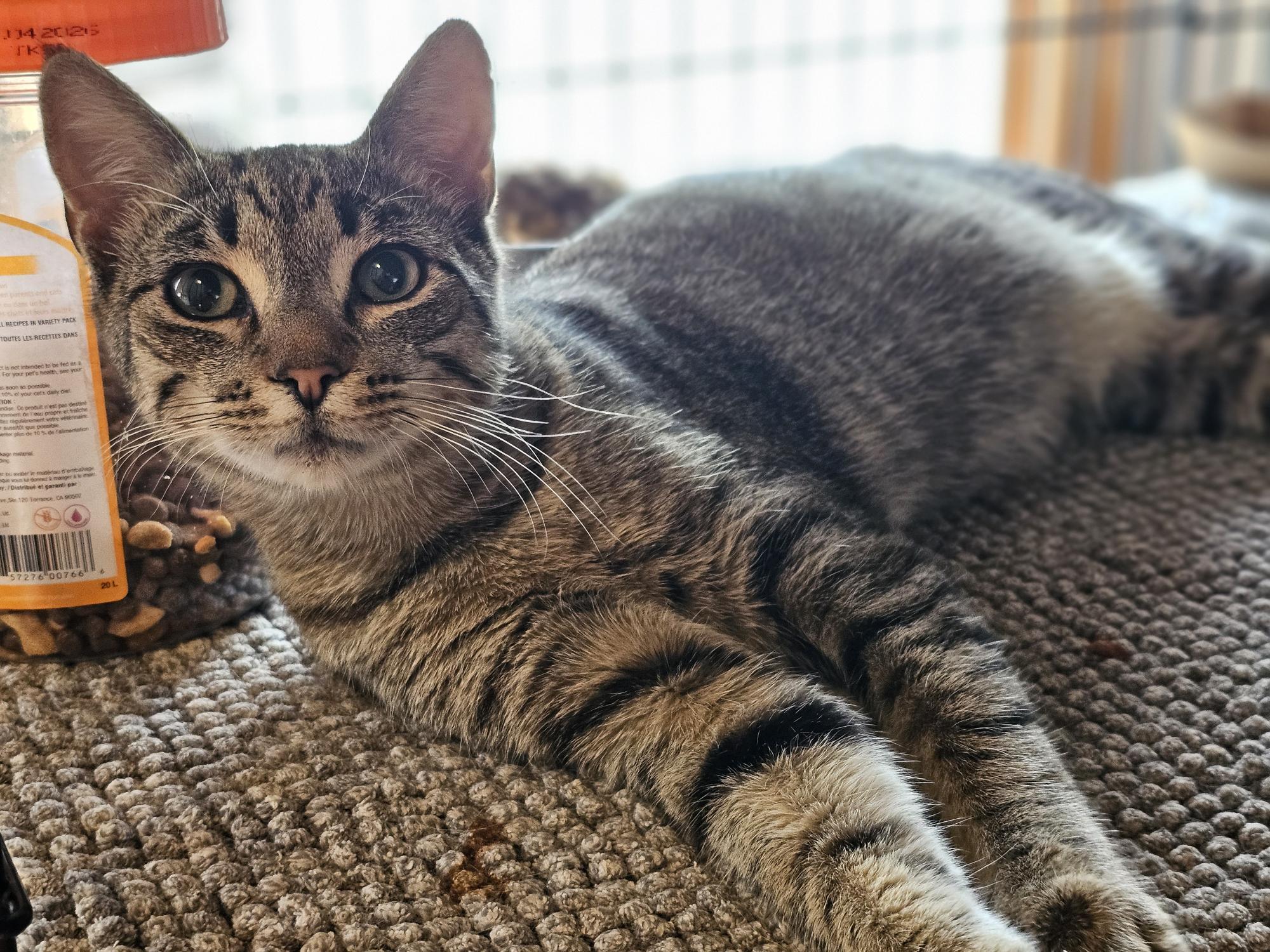 Enlarge Junipero & Wally, an adopted Domestic Short Hair in Lakewood, CO image 3/6