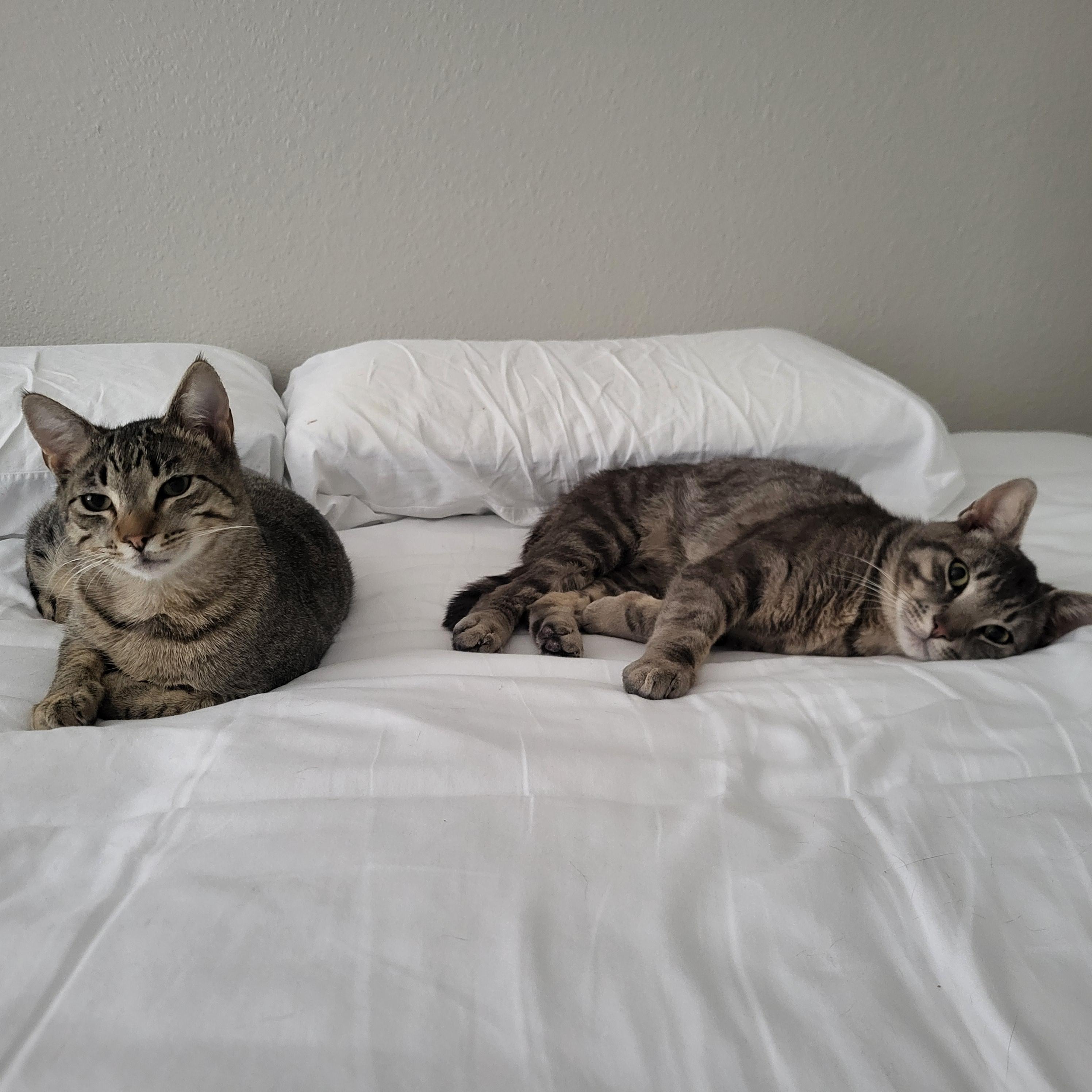 Enlarge Junipero & Wally, an adopted Domestic Short Hair in Lakewood, CO image 2/6