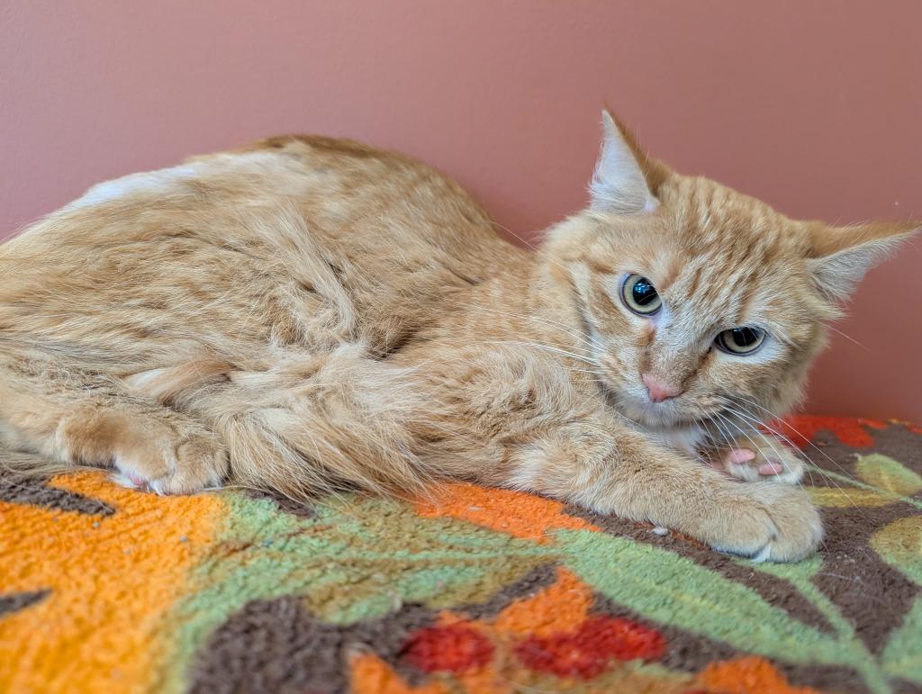 Doug, Adoptable, Young Male Domestic Long Hair.