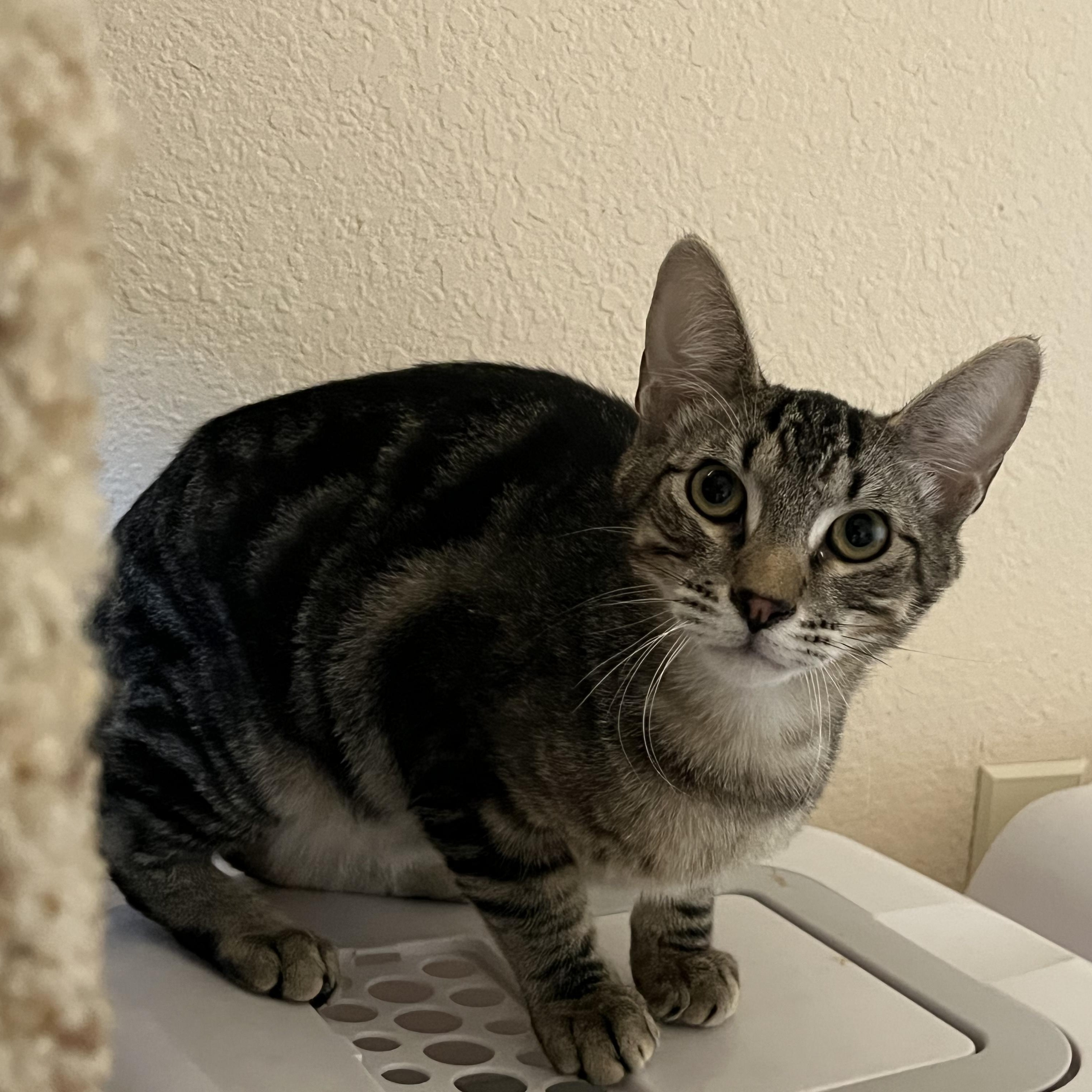 Thistle, an adoptable Domestic Short Hair in Springfield, OR, 97478 | Photo Image 4
