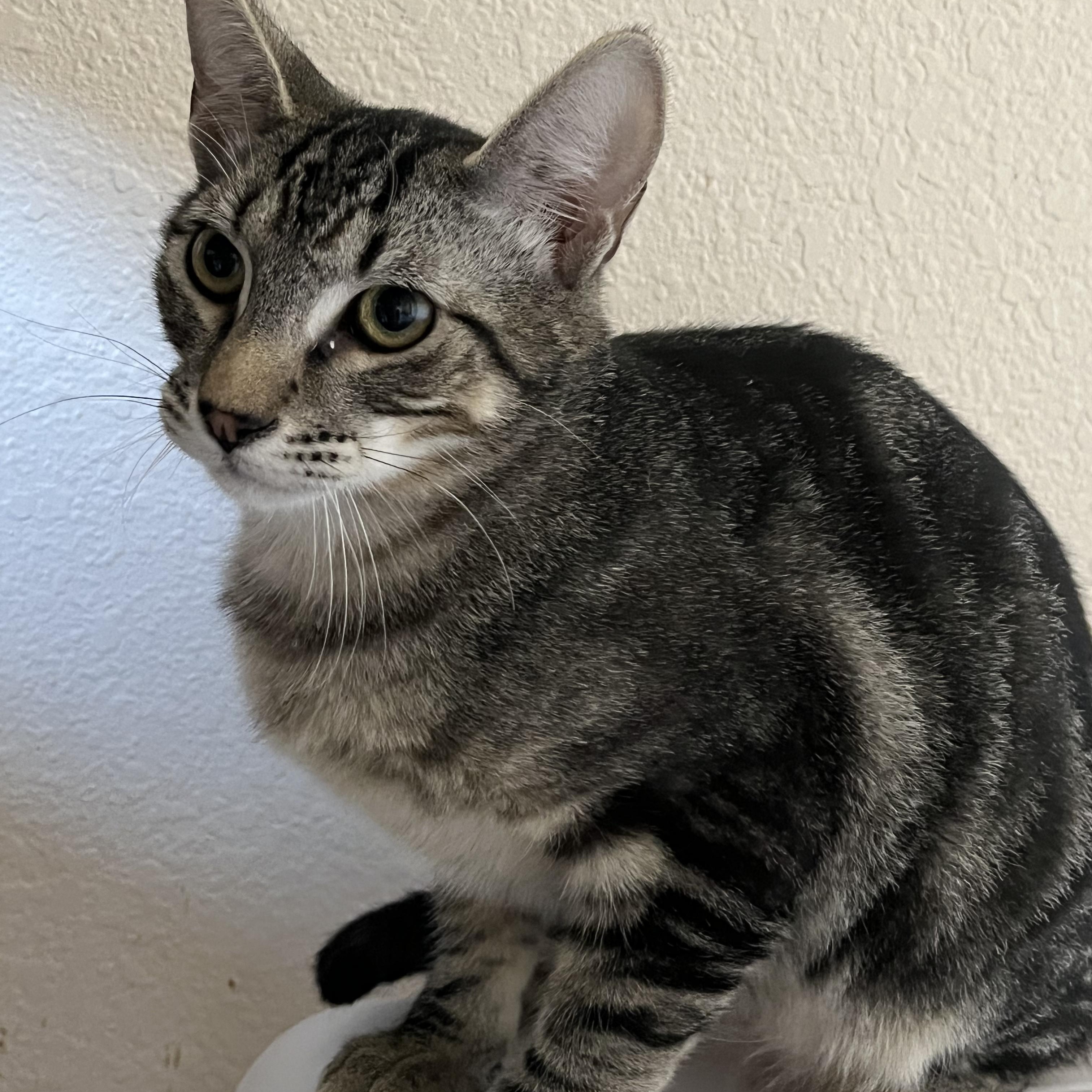 Thistle, a Adoptable Domestic Short Hair in Springfield, OR image 2/4