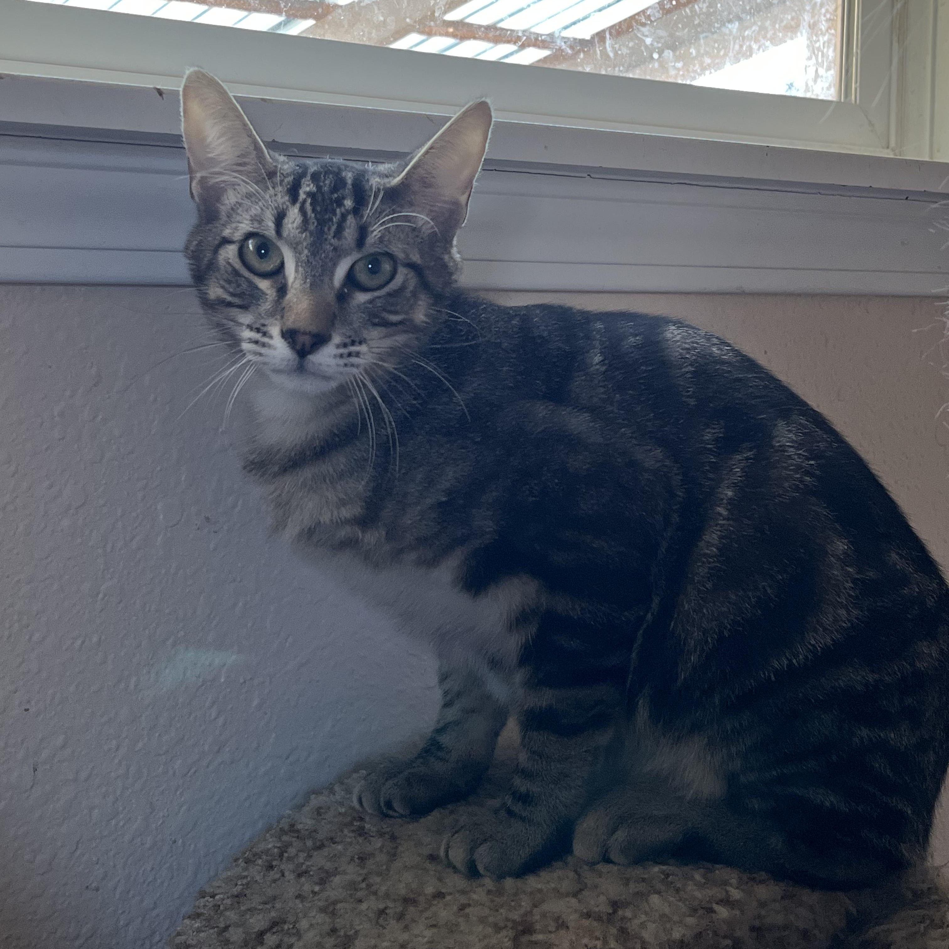 Thistle, Adoptable, Young Male Domestic Short Hair.