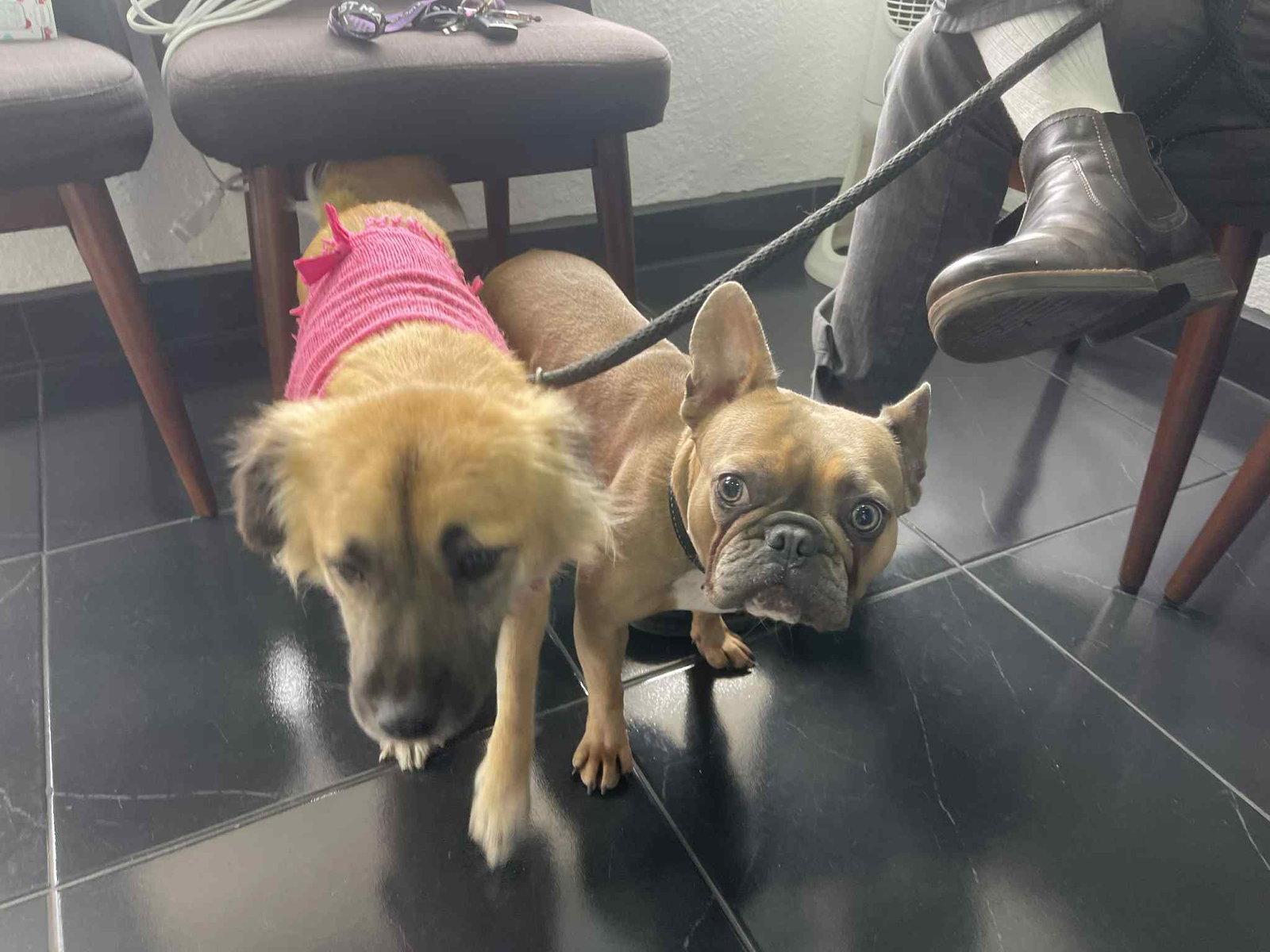Bebe, Adopted, Young Female French Bulldog.