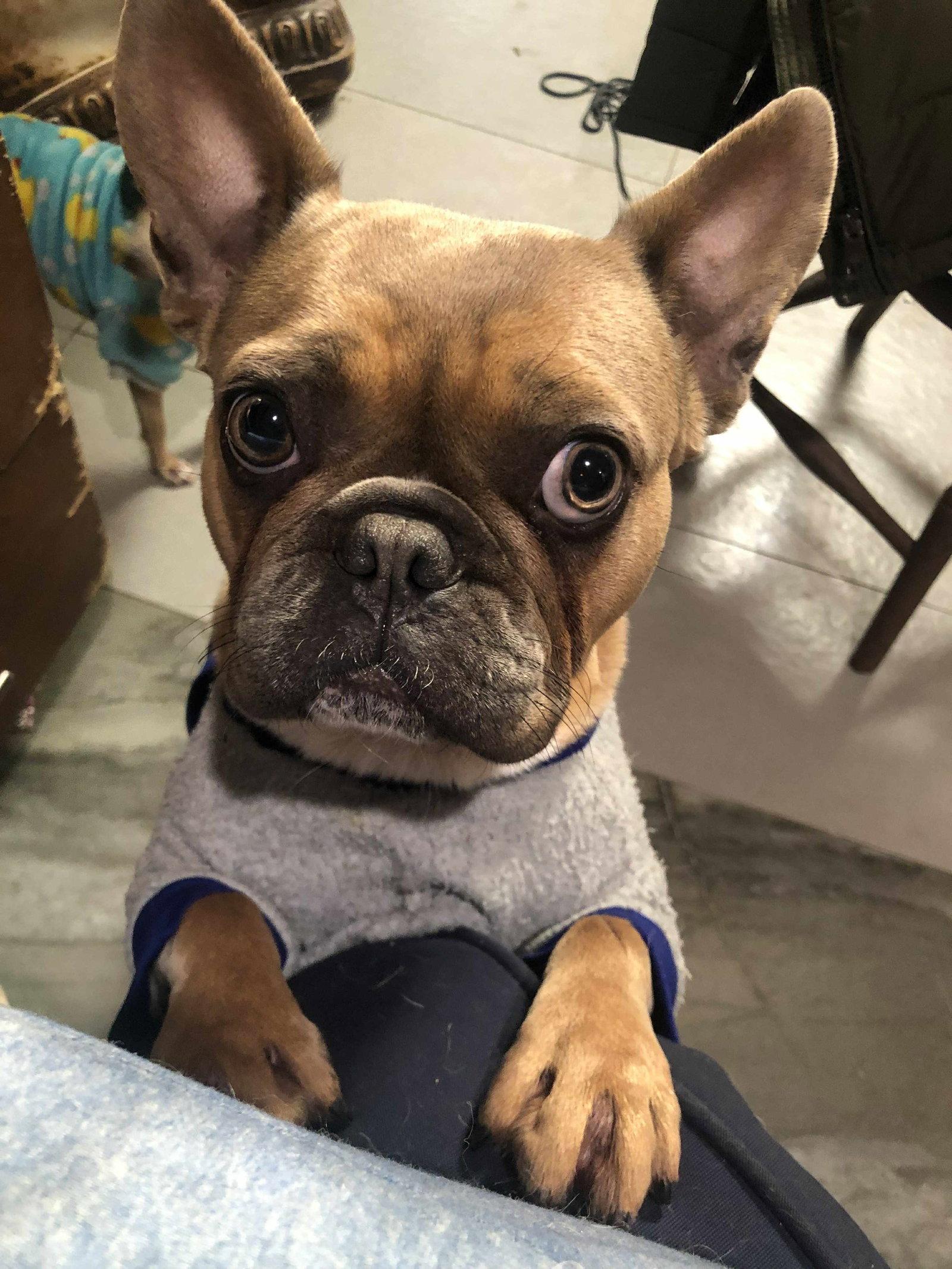 Bebe, a Adopted French Bulldog in Escondido, CA image 3/3