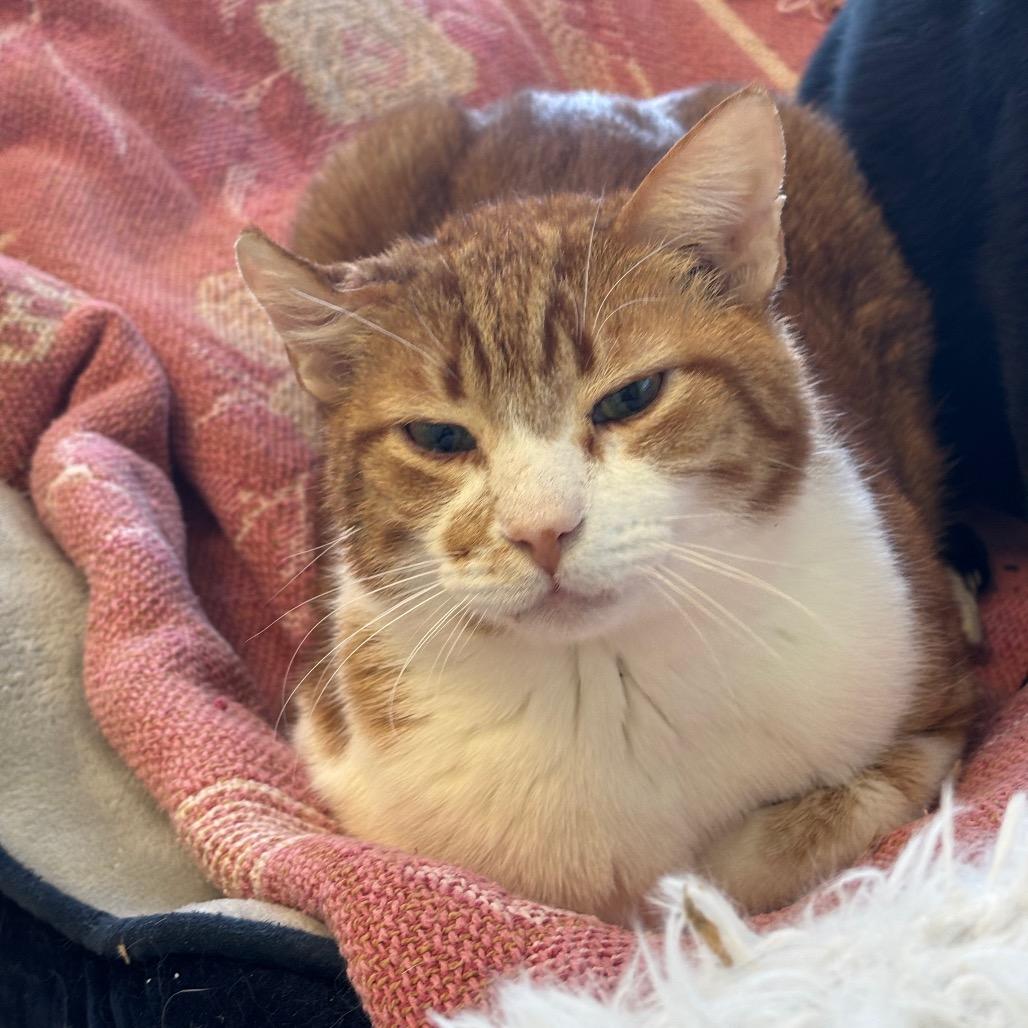 Enlarge Fergus, a Adoptable Domestic Short Hair in Mount Juliet, TN image 1/2