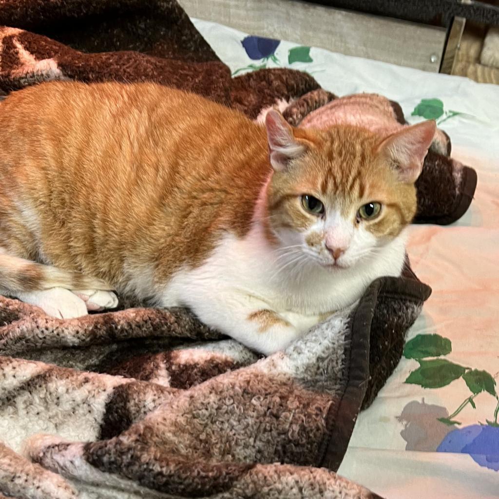 Enlarge Fergus, a Adoptable Domestic Short Hair in Mount Juliet, TN image 2/2