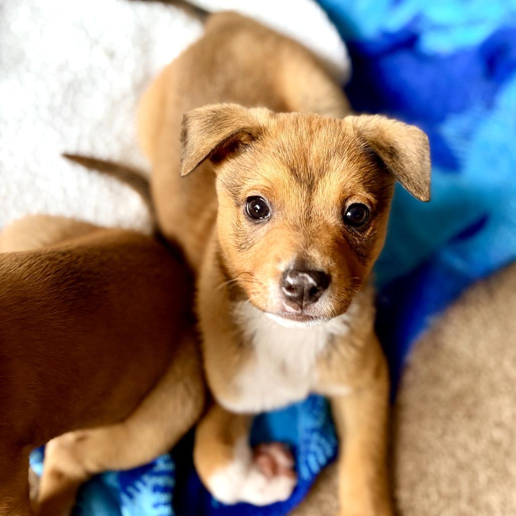 Tate, Adoptable, Puppy Male Terrier.