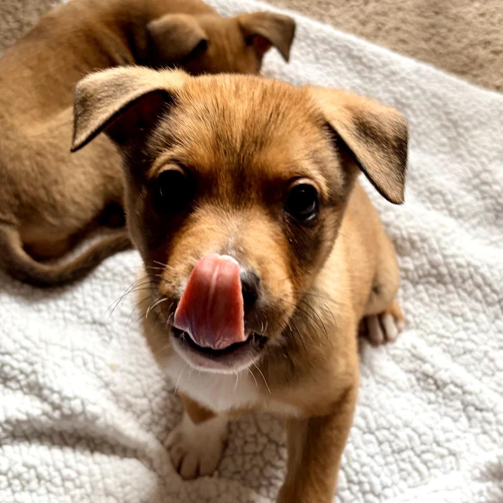 Enlarge Tate, a Adoptable Terrier in Bessemer, AL image 5/6