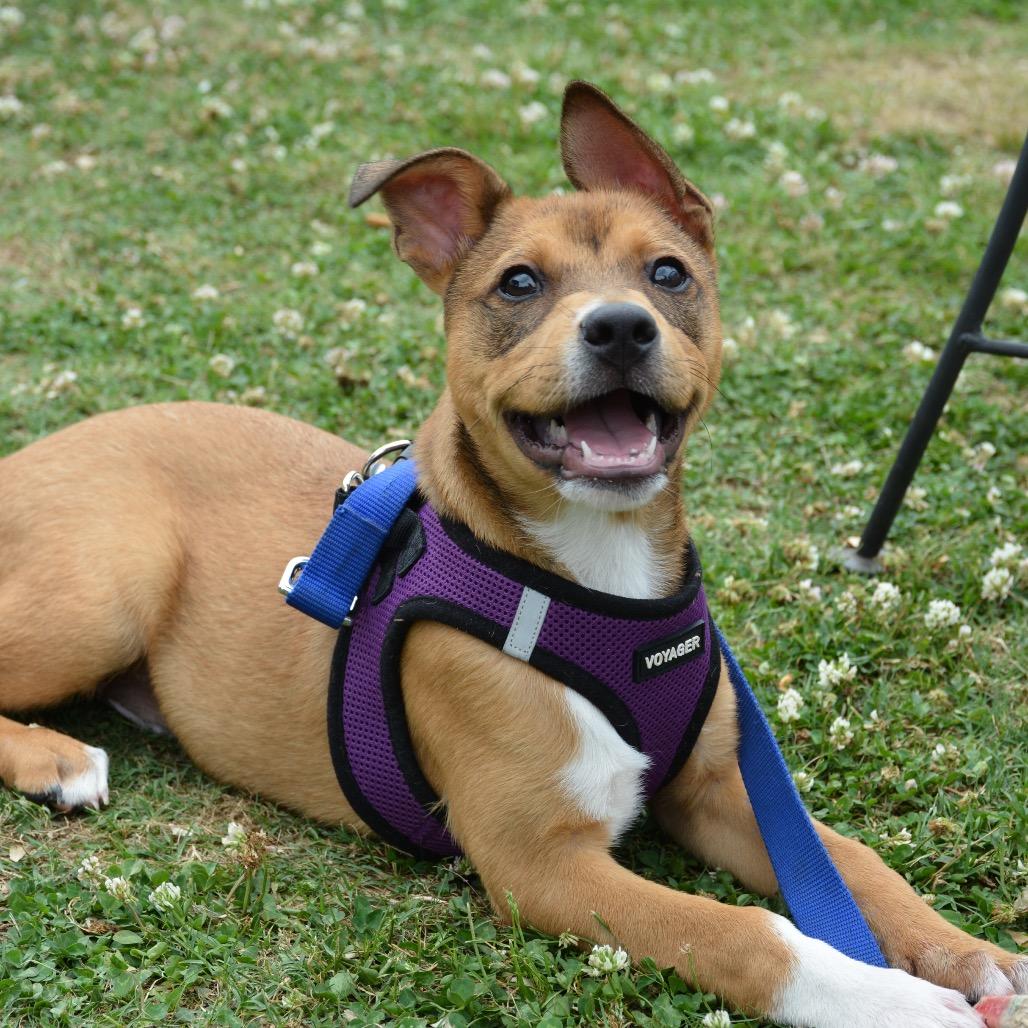 Enlarge Tate, a Adoptable Terrier in Bessemer, AL image 6/6
