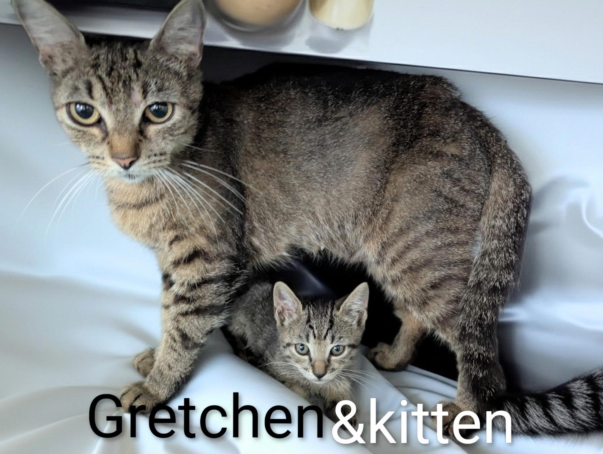 Gretchen experienced foster needed, a ADOPTABLE Domestic Short Hair in Fort Myers Beach, FL image 1/2