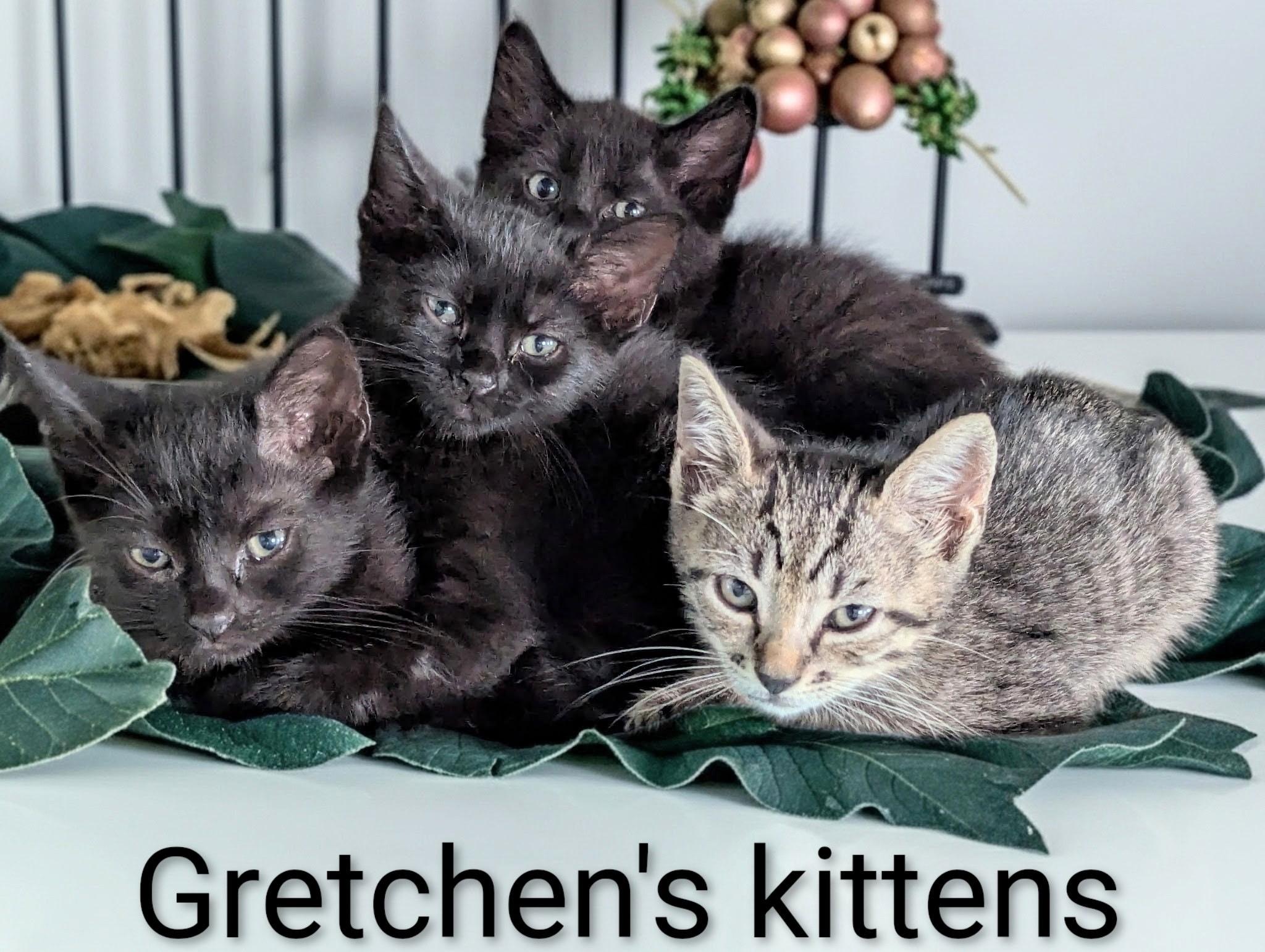 Gretchen experienced foster needed, a ADOPTABLE Domestic Short Hair in Fort Myers Beach, FL image 2/2
