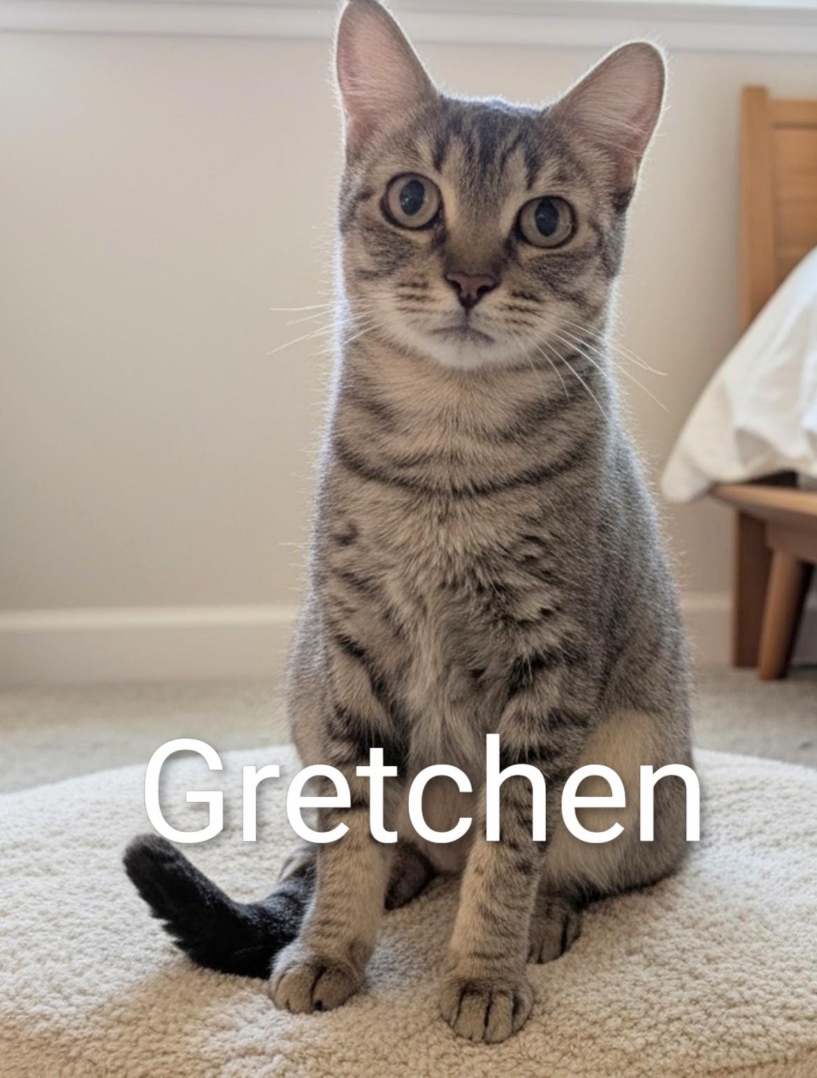 Enlarge Gretchen experienced foster needed, a ADOPTABLE Domestic Short Hair in Fort Myers Beach, FL image 1/3