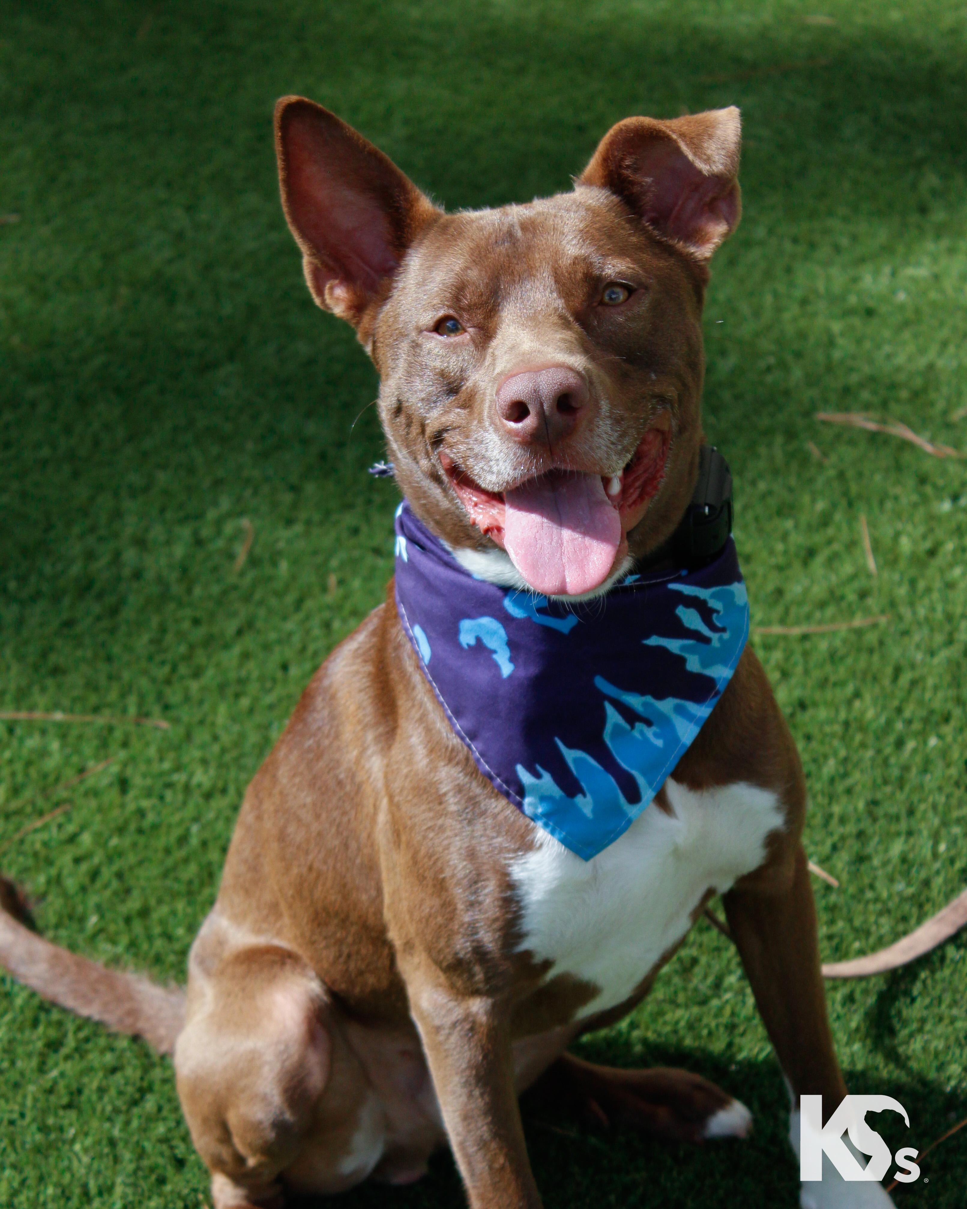 Bucky, Adoptable, Young Male Australian Kelpie & American Staffordshire Terrier.