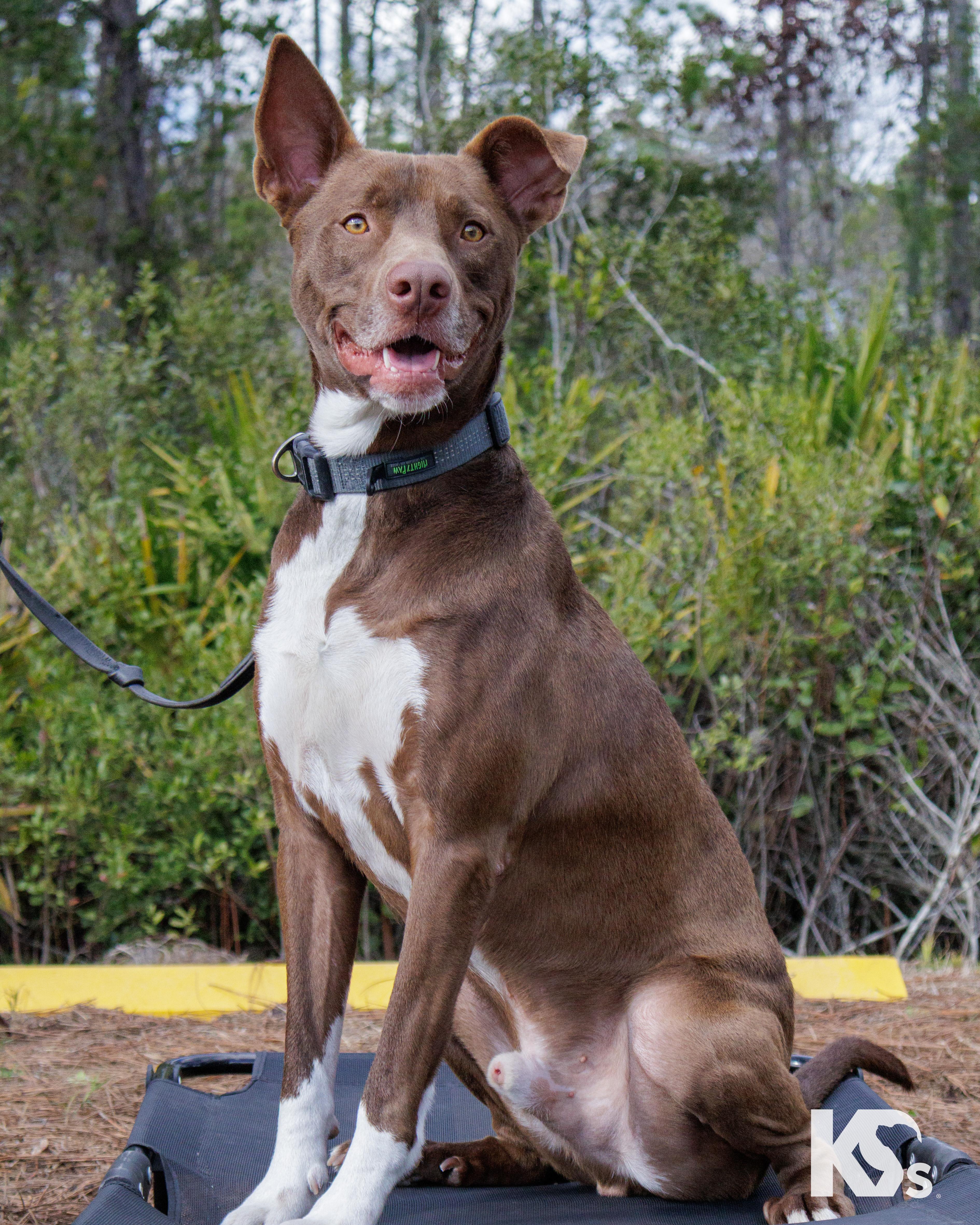 Bucky, a Adoptable mixed breed in Ponte Vedra, FL image 5/6