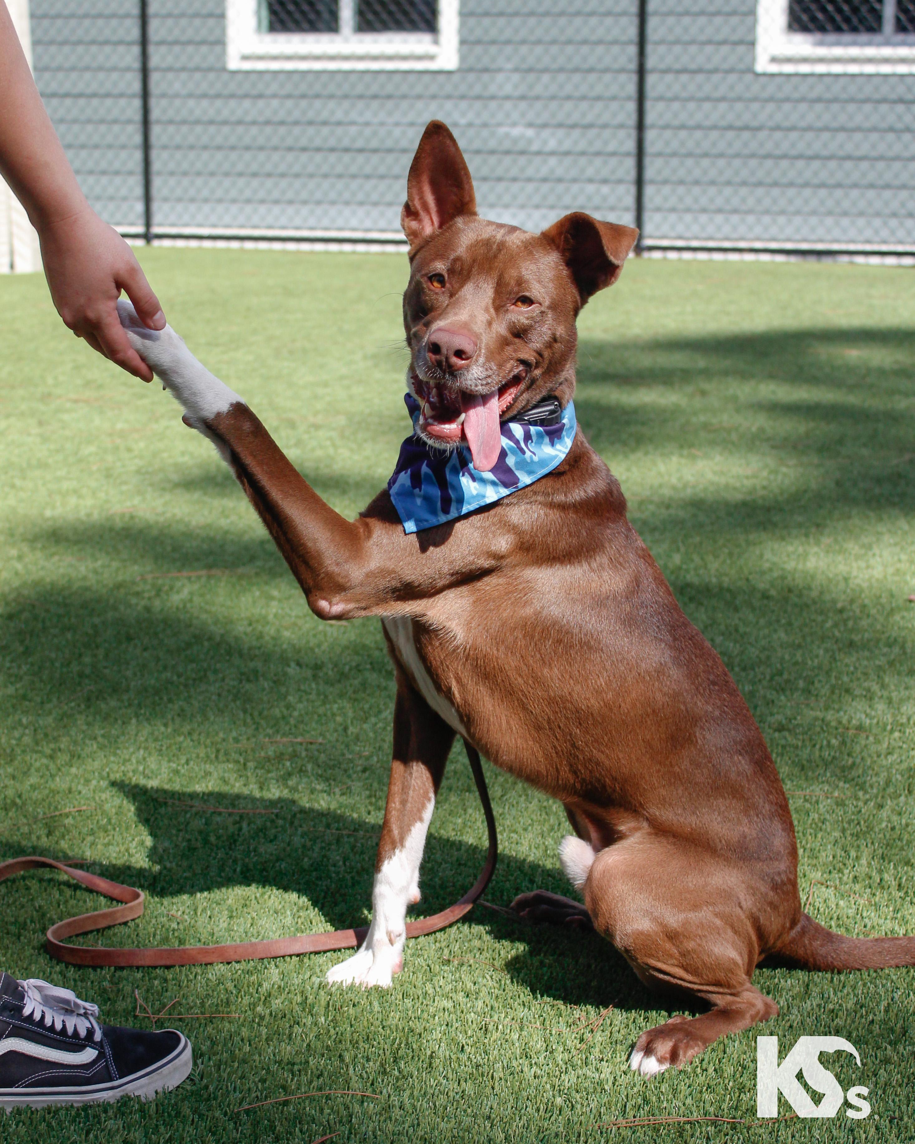 Bucky, a Adoptable mixed breed in Ponte Vedra, FL image 6/6