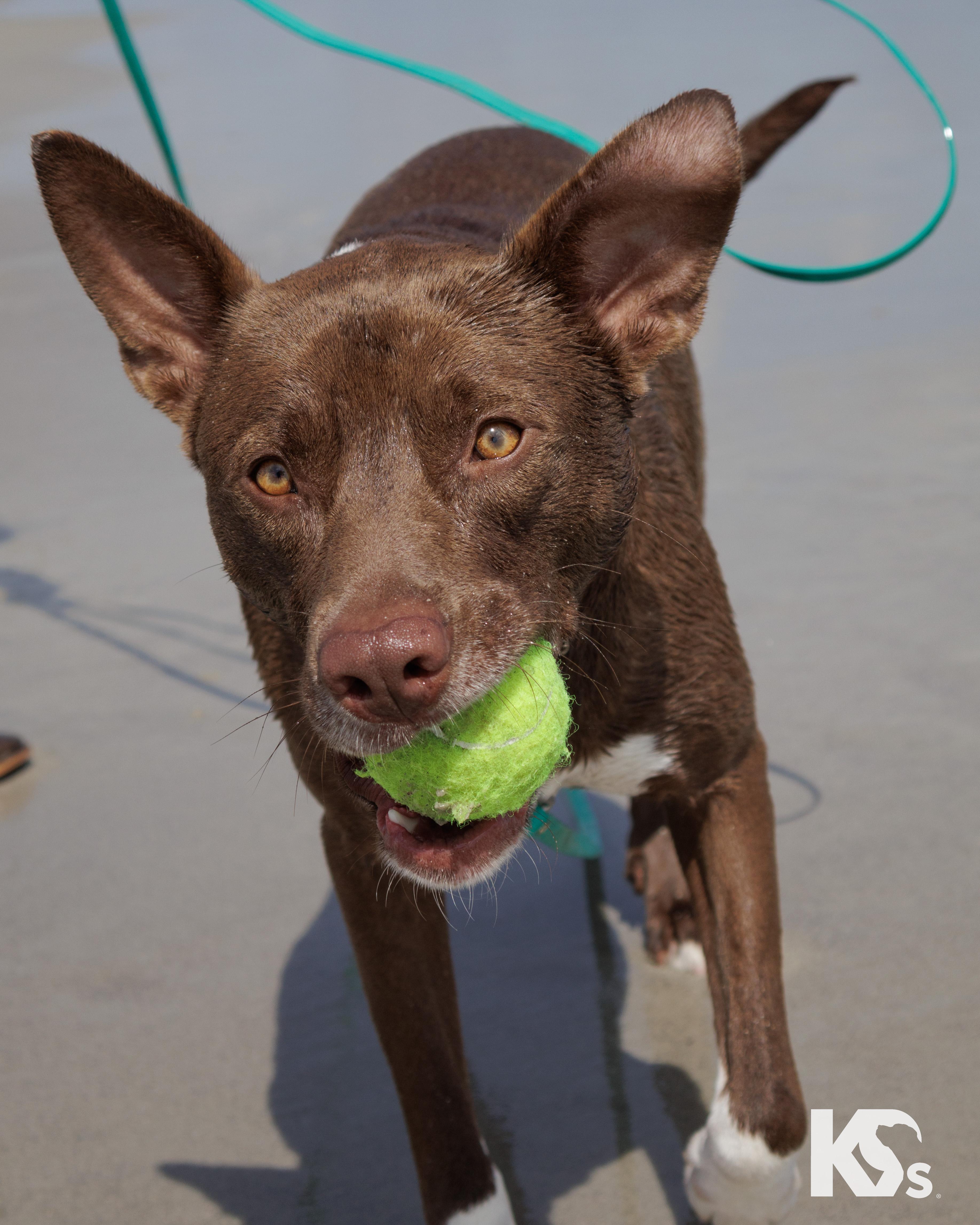Bucky, a Adoptable mixed breed in Ponte Vedra, FL image 2/6