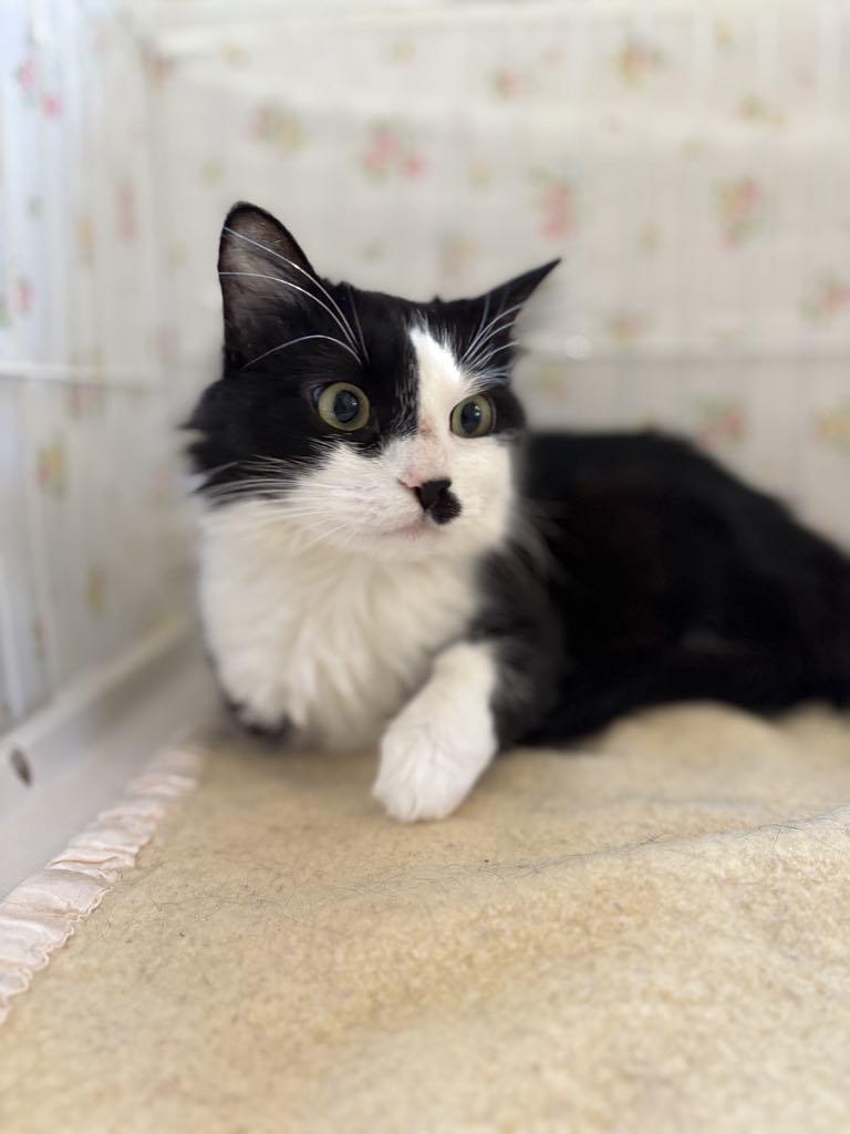 Mariah, an adoptable Domestic Medium Hair in Grants Pass, OR, 97526 | Photo Image 1