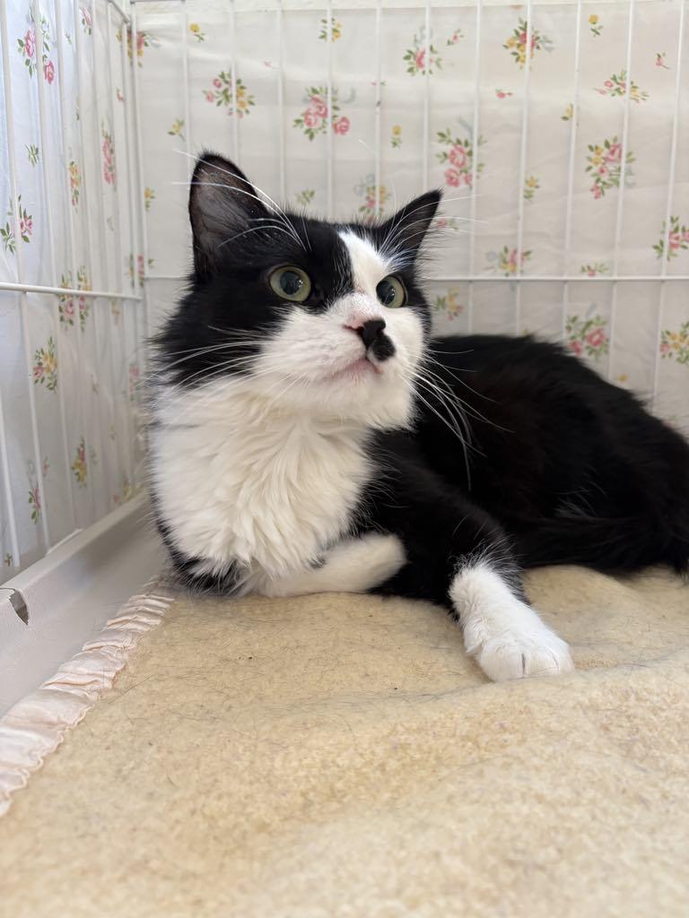Mariah, an adoptable Domestic Medium Hair in Grants Pass, OR, 97526 | Photo Image 2