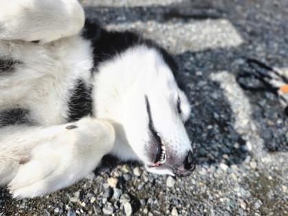 Juniper, a ADOPTABLE mixed breed in Bellingham, WA image 2/2