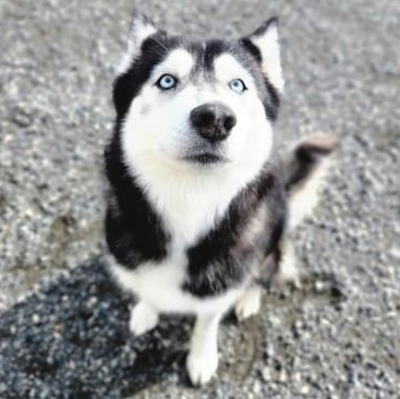 Juniper, ADOPTABLE, Senior Female Siberian Husky.