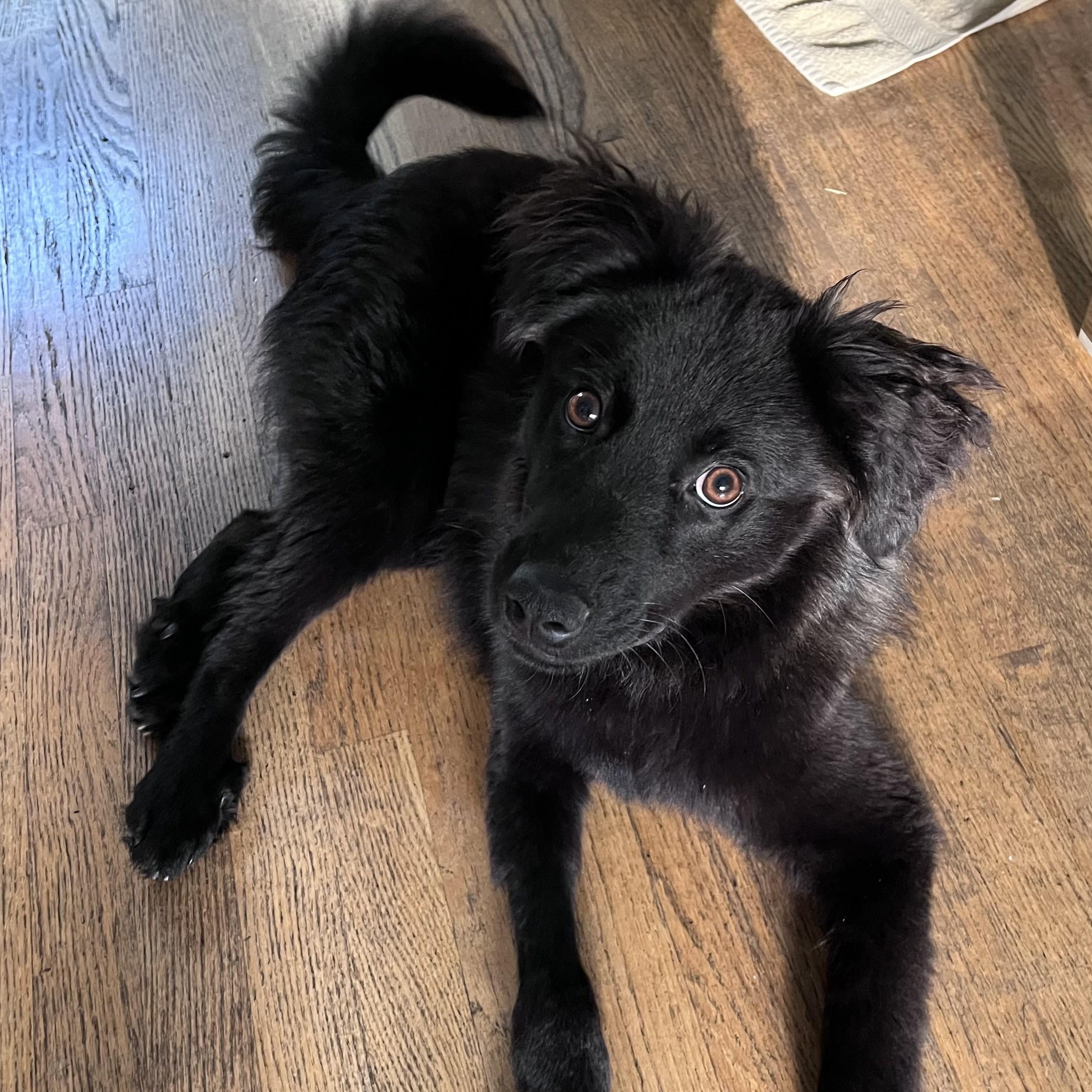 Winston, an adoptable mixed breed in Palatine, IL image 2/4
