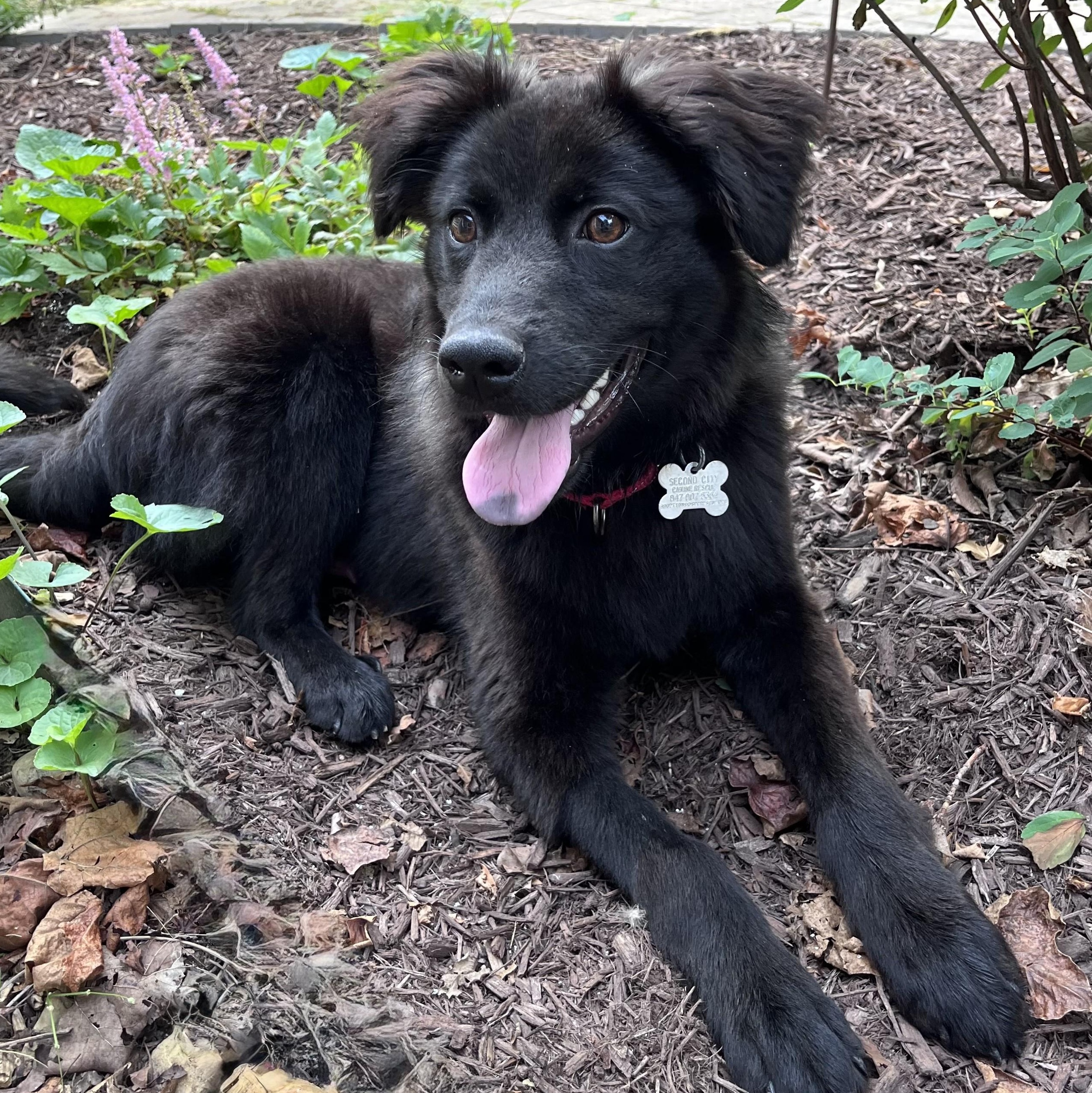 Winston, adoptable, Young Male Retriever & Mixed Breed.