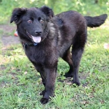 Winston, an adoptable mixed breed in Palatine, IL image 3/4