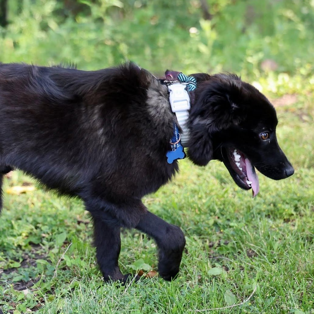 Winston, an adoptable mixed breed in Palatine, IL image 4/4