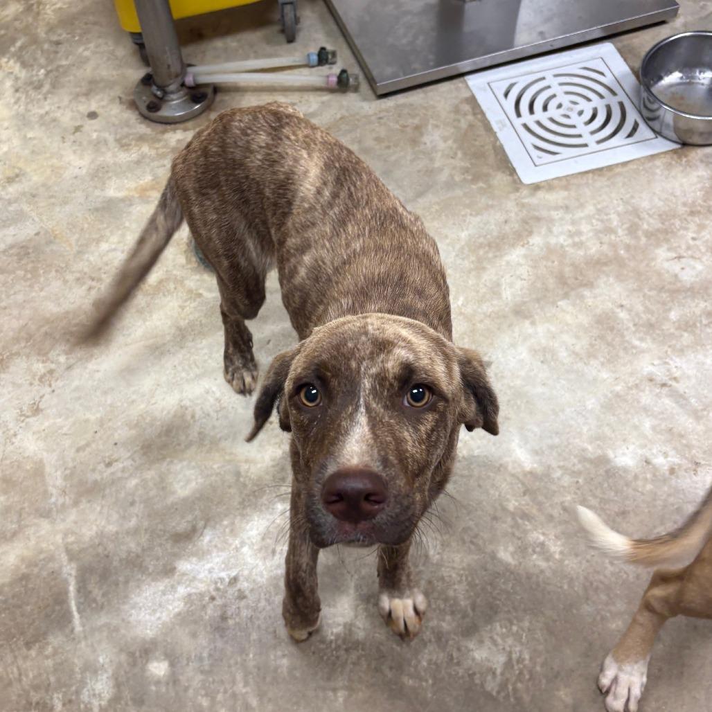 Enlarge Terra - 072910U, a Adoptable mixed breed in Tupelo, MS image 1/1