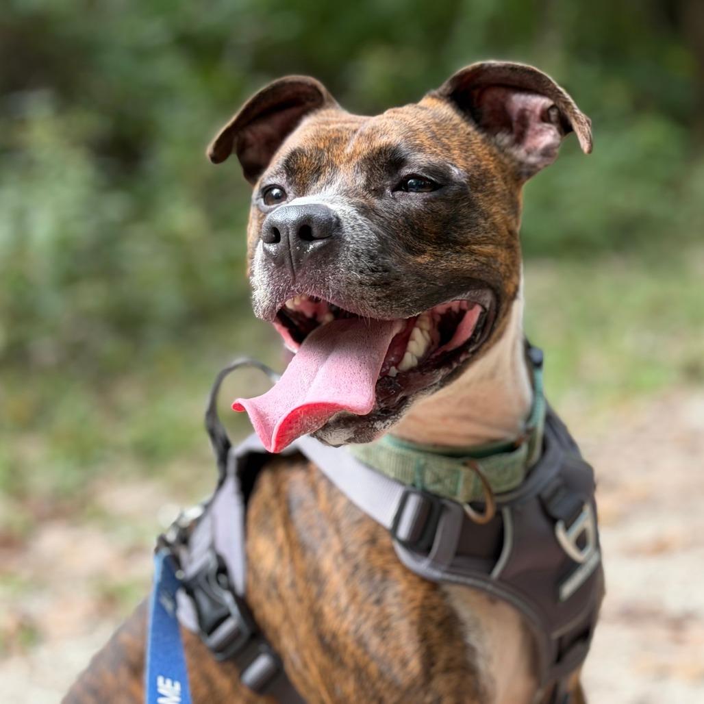Moose Tracks, Adoptable, Adult Male Pit Bull Terrier.
