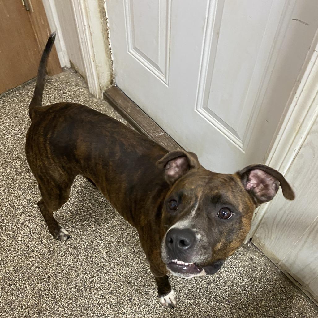 Moose Tracks, Adoptable, Adult Male Pit Bull Terrier.
